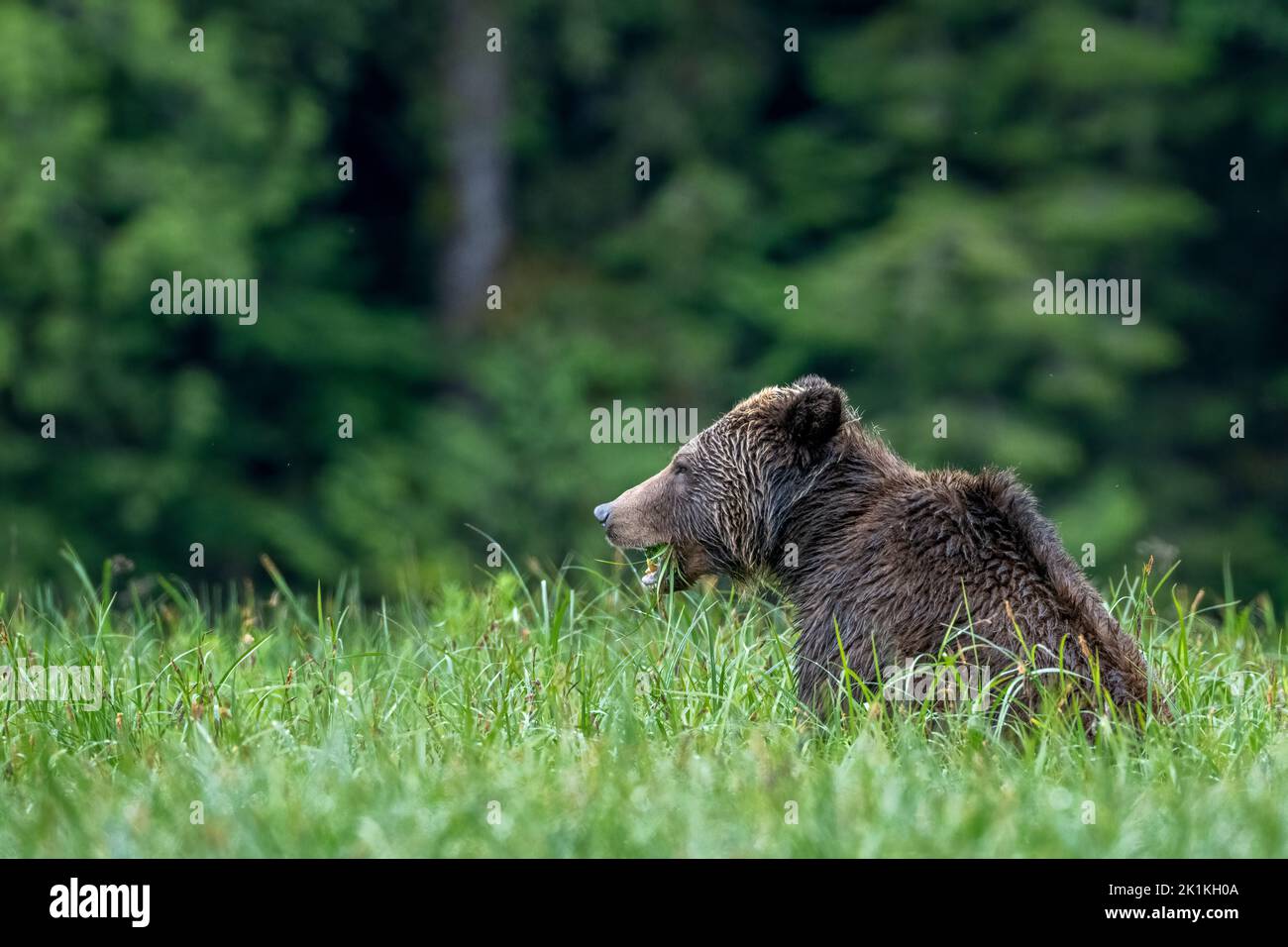 Un orso grizzly femmina si nutre di ricche erbe di sedano nella foresta pluviale del Grande orso della Colombia britannica, Canada Foto Stock