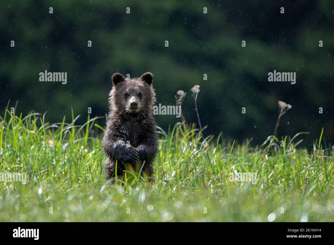 Un simpatico cucciolo nero di orso grizzly, con le sue zampe incrociate, si erge in alta erba di sedge nella foresta pluviale del Grande Orso del Canada. Foto Stock