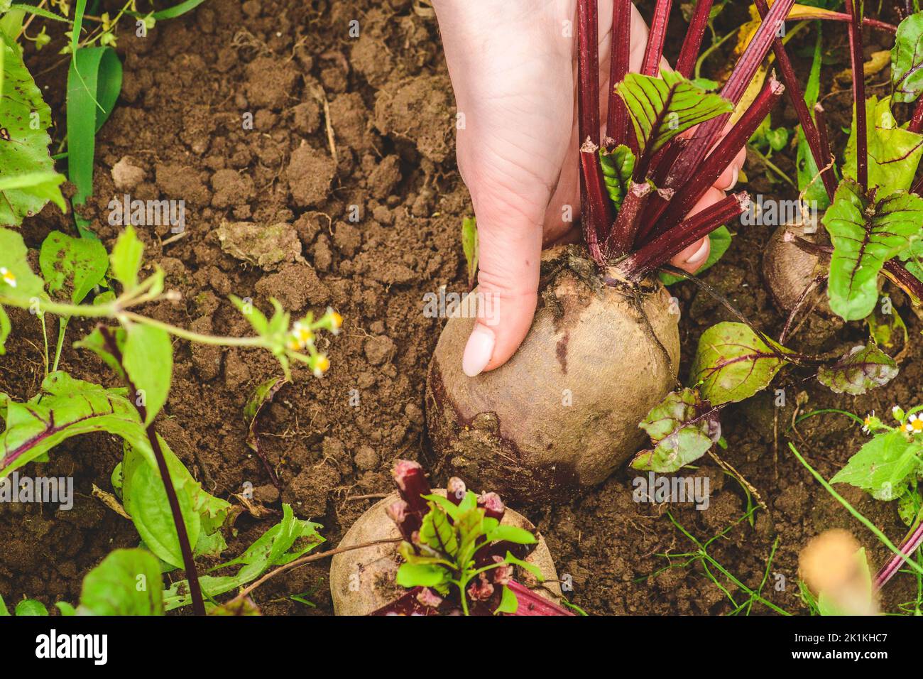 Barbabietola matura fresca nelle mani di un coltivatore. Concetto di prodotti biologici, bio-ecologici, vegetariani, vegani. Agricoltura biologica, integrata Foto Stock