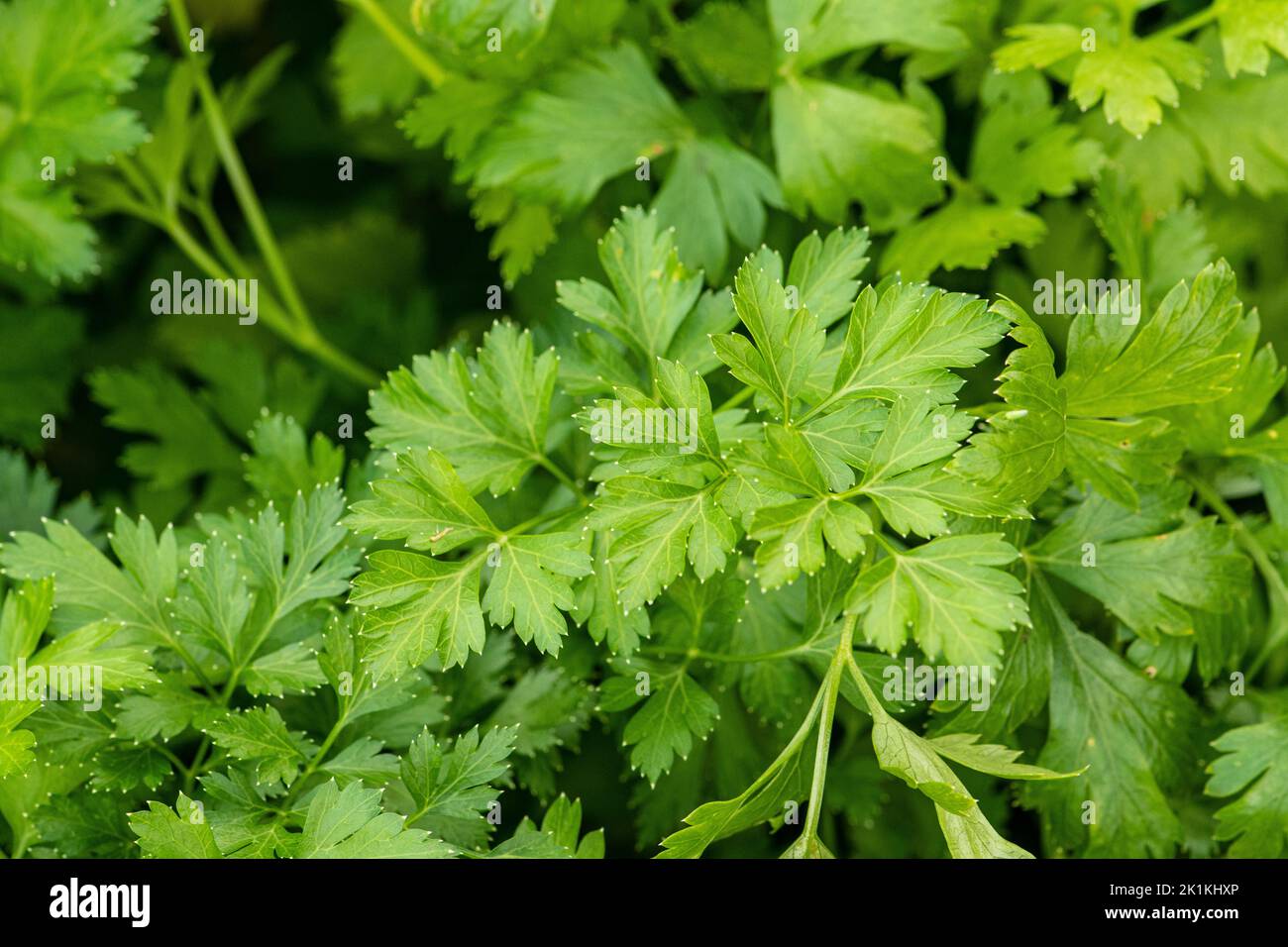 Gambi e foglie di prezzemolo verde nel giardino. Concetto di agricoltura biologica, bioprodotto, bioecologia, azienda agricola integrata. Primo piano Foto Stock