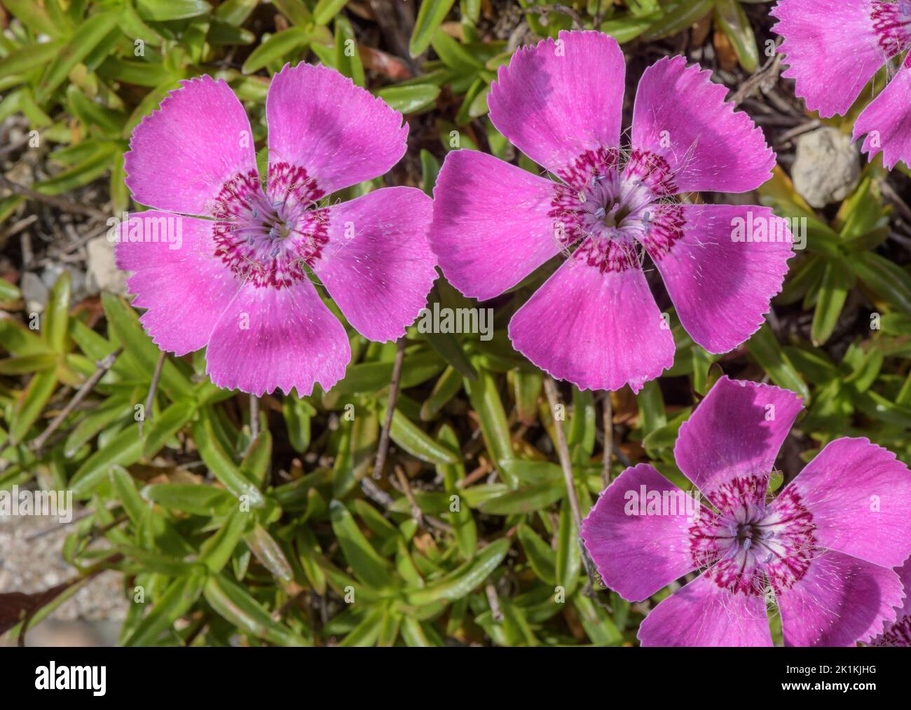 Rosa alpino, Dianthus alpinus in fiore. Alpi. Foto Stock