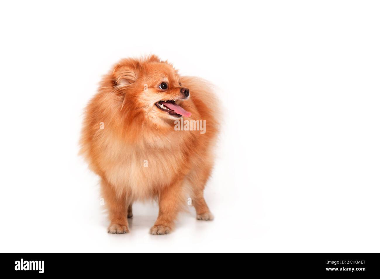 Cucciolo di Pomerania isolato su sfondo bianco Foto Stock