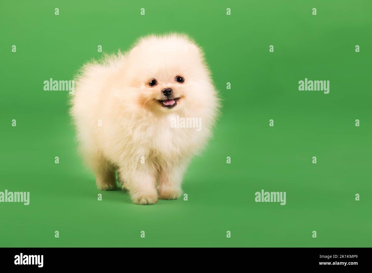 Cucciolo di Pomerania su sfondo verde Foto Stock