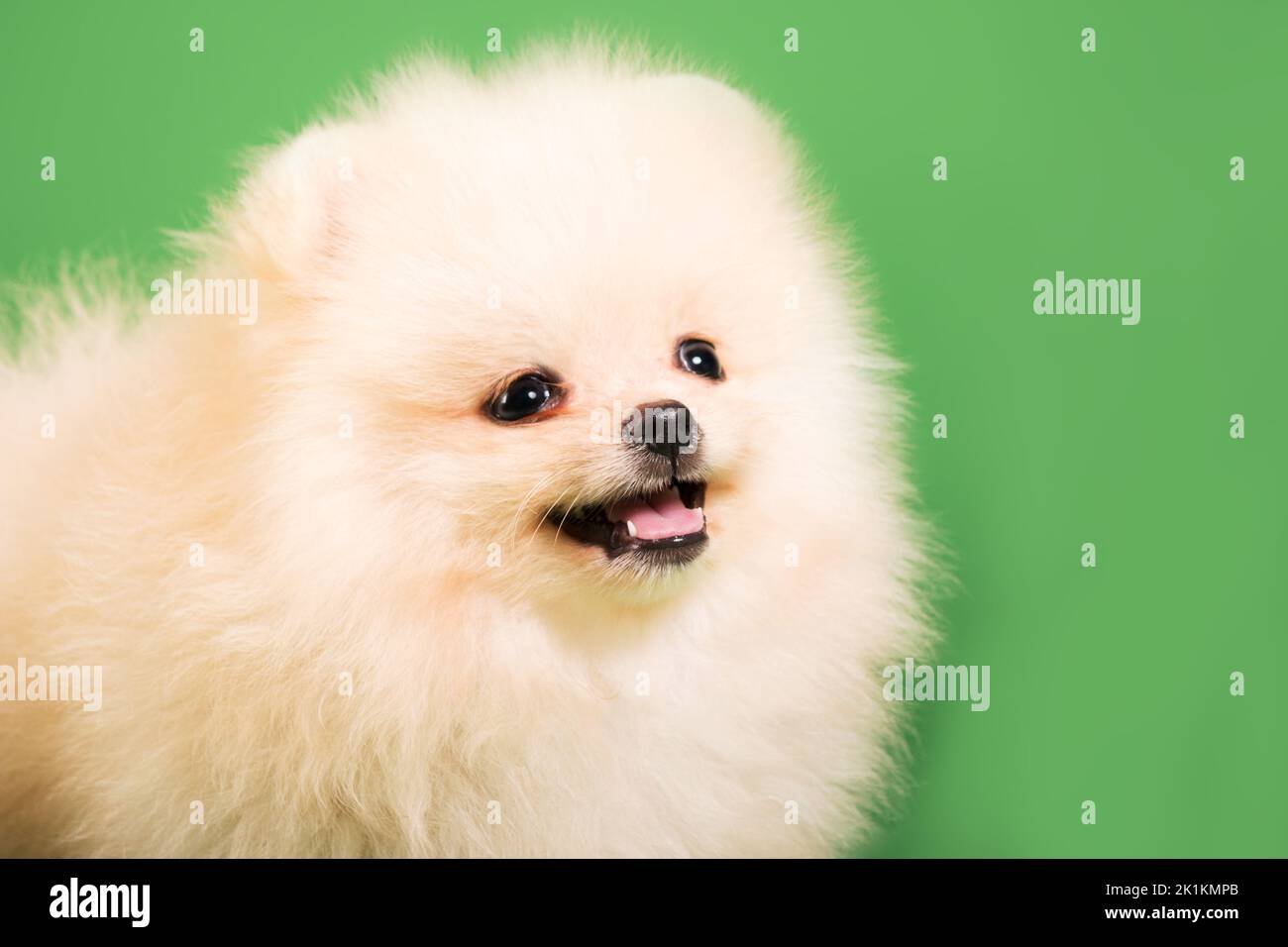 Cucciolo di Pomerania su sfondo verde Foto Stock