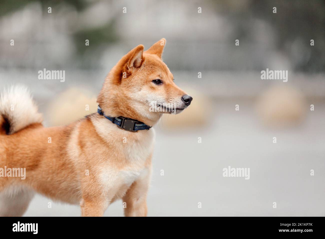 Shiba inu cane all'aperto. Temi animali. Cane a piedi. Animali domestici all'aperto Foto Stock