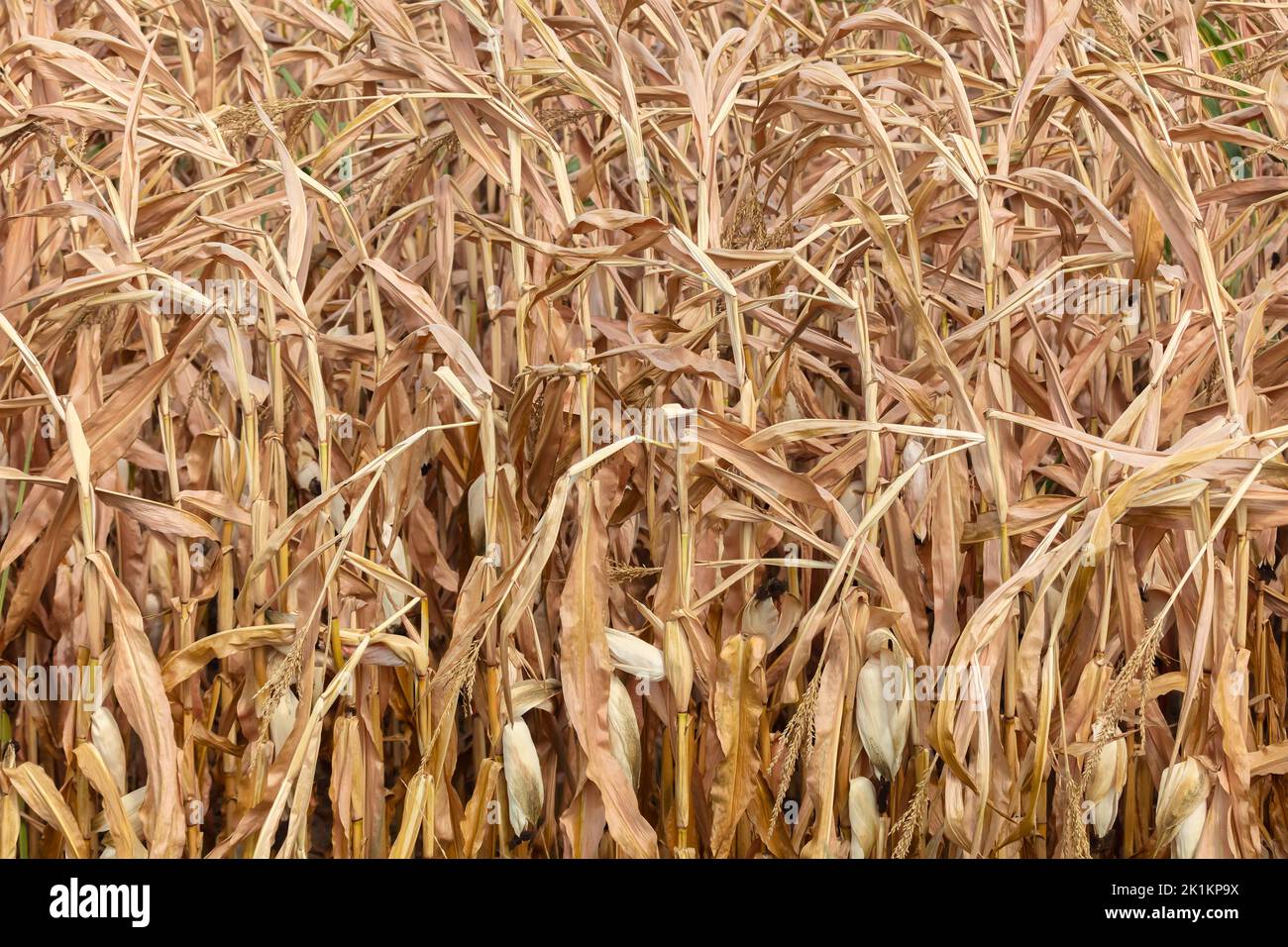 Campo di mais olandese arido e arroccato durante la siccità nell'estate del 2022 Foto Stock