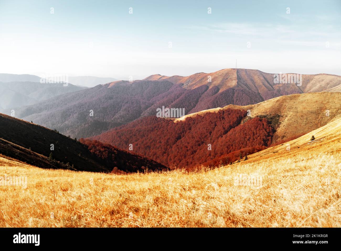 Pittoresche montagne di autunno con il rosso del bosco di faggio nelle montagne dei Carpazi, Ucraina. Fotografia di paesaggi Foto Stock