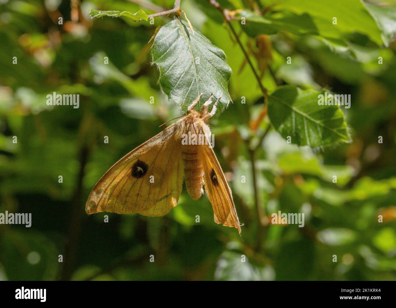 Un Imperatore Tau di recente emersa, Aglia tau moth, appollaiato sul faggio. Alto Beechwoods, Mont Aigoual, Francia. Foto Stock