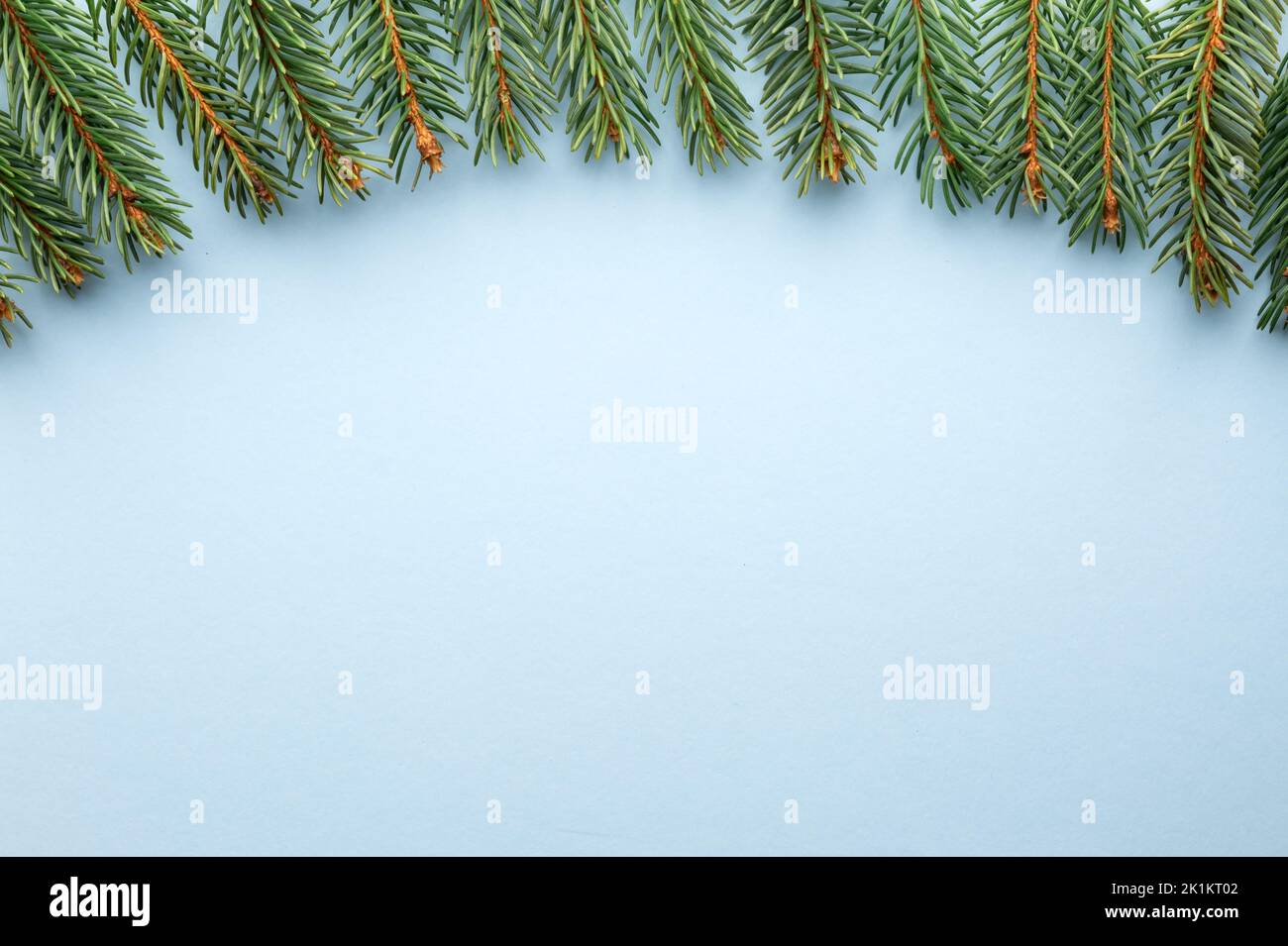 Sfondo creativo di Natale con rametti di abete su sfondo di carta di cartone blu. Disposizione piatta, vista dall'alto, spazio di copia Foto Stock