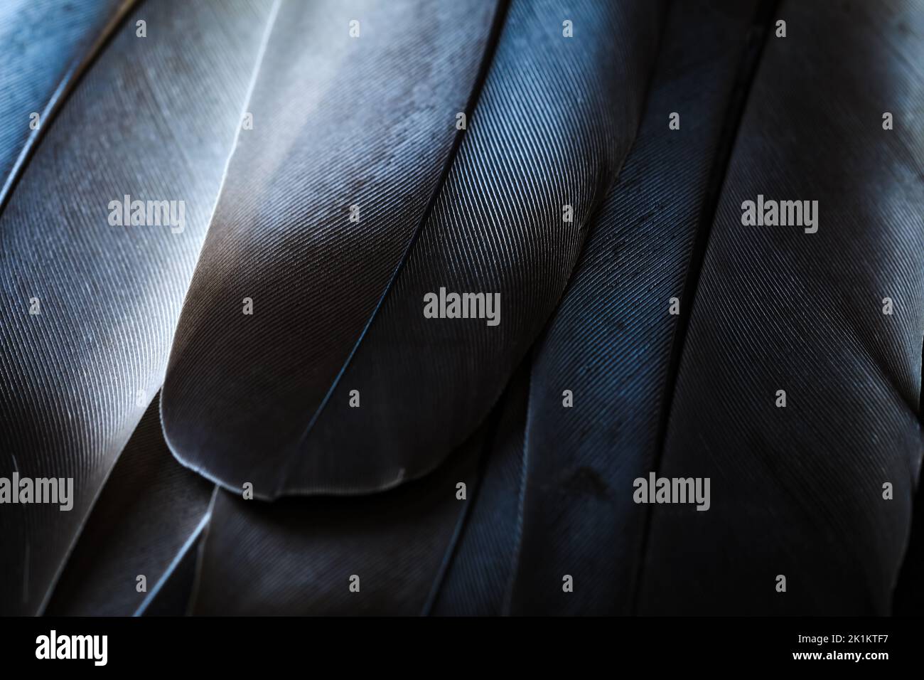 Bello nero e bianco colomba uccello piume scuro senza cuciture astratto linee modello texture design naturale sfondo immagine concetto. Primo piano di piuma. Foto Stock