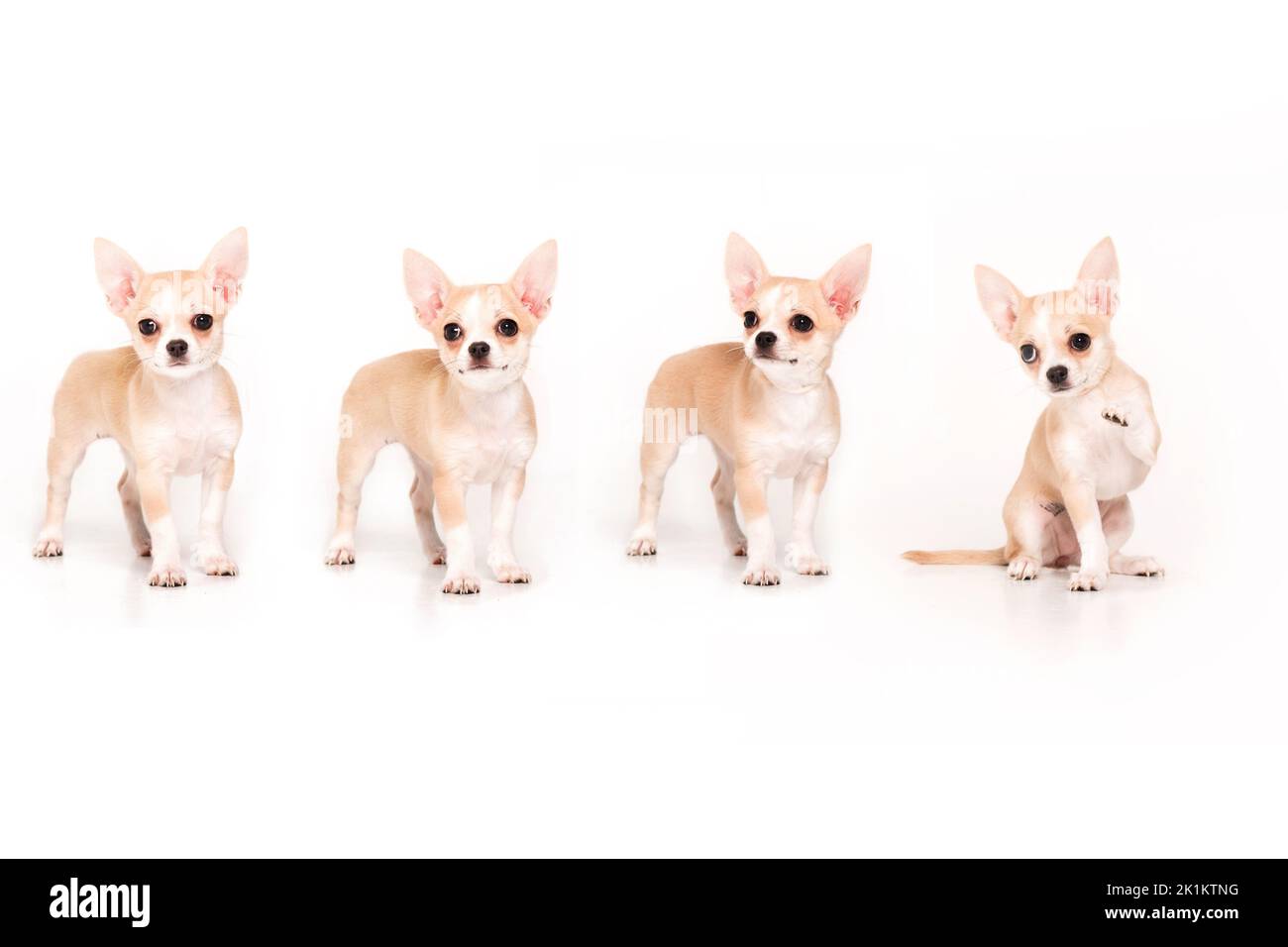 Cucciolo Chihuahua isolato su sfondo bianco Foto Stock