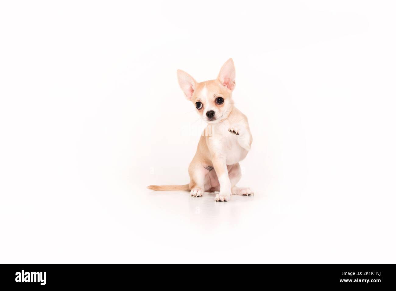Cucciolo Chihuahua isolato su sfondo bianco Foto Stock