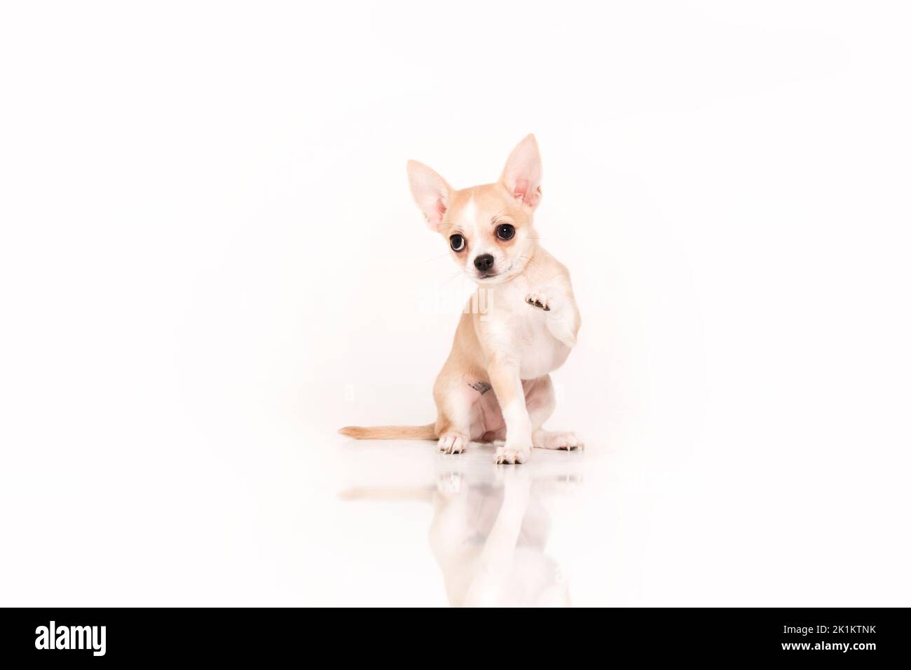 Cucciolo Chihuahua isolato su sfondo bianco Foto Stock