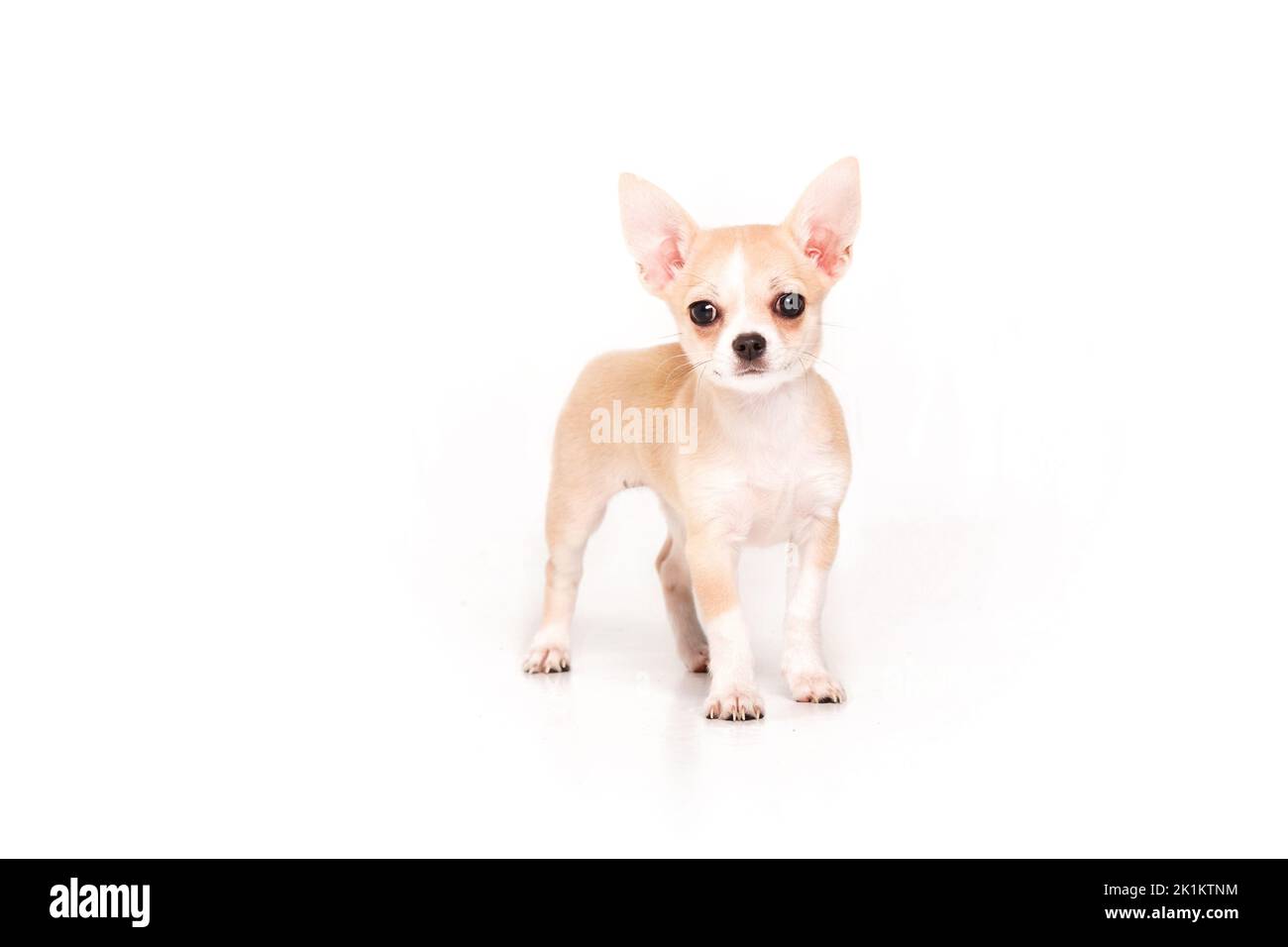 Cucciolo Chihuahua isolato su sfondo bianco Foto Stock