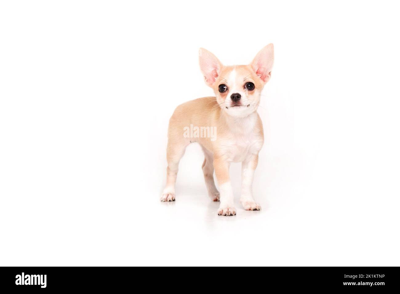 Cucciolo Chihuahua isolato su sfondo bianco Foto Stock