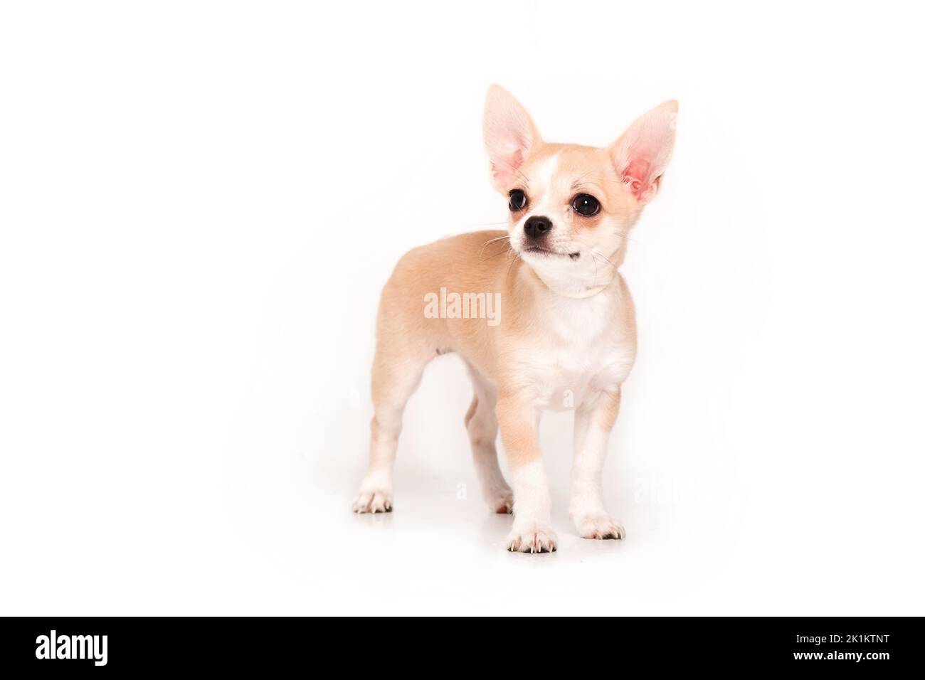 Cucciolo Chihuahua isolato su sfondo bianco Foto Stock