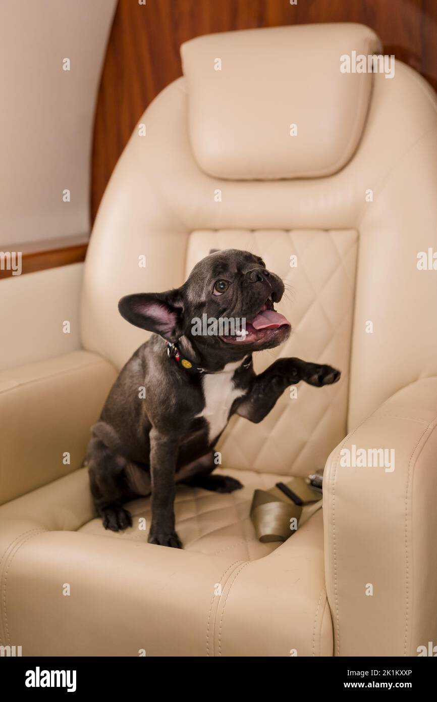 Cane piccolo cane francese bulldog a bordo di aereo, fuoco selettivo Foto Stock