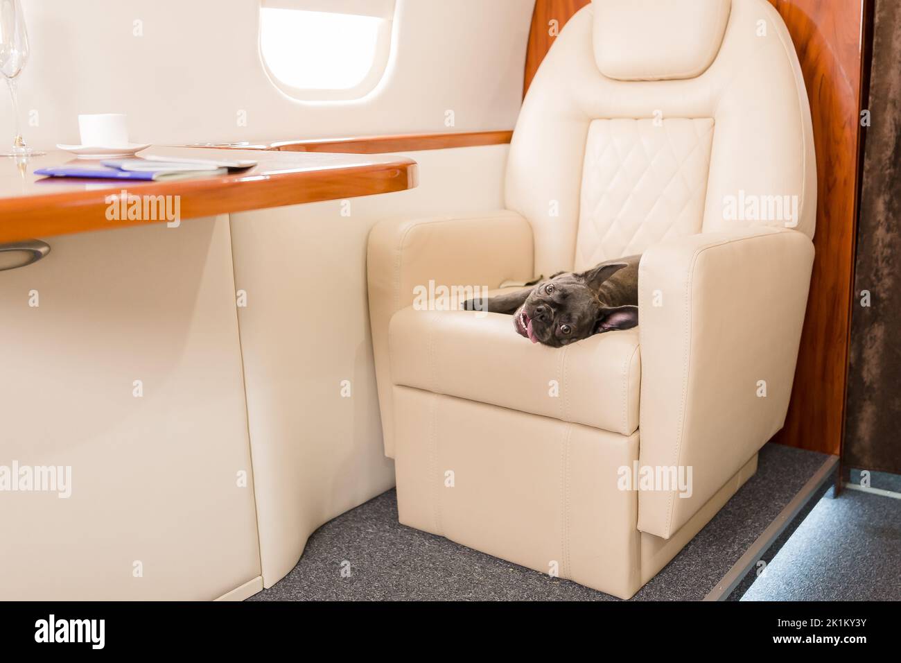 Cane piccolo cane francese bulldog a bordo di aereo, fuoco selettivo Foto Stock