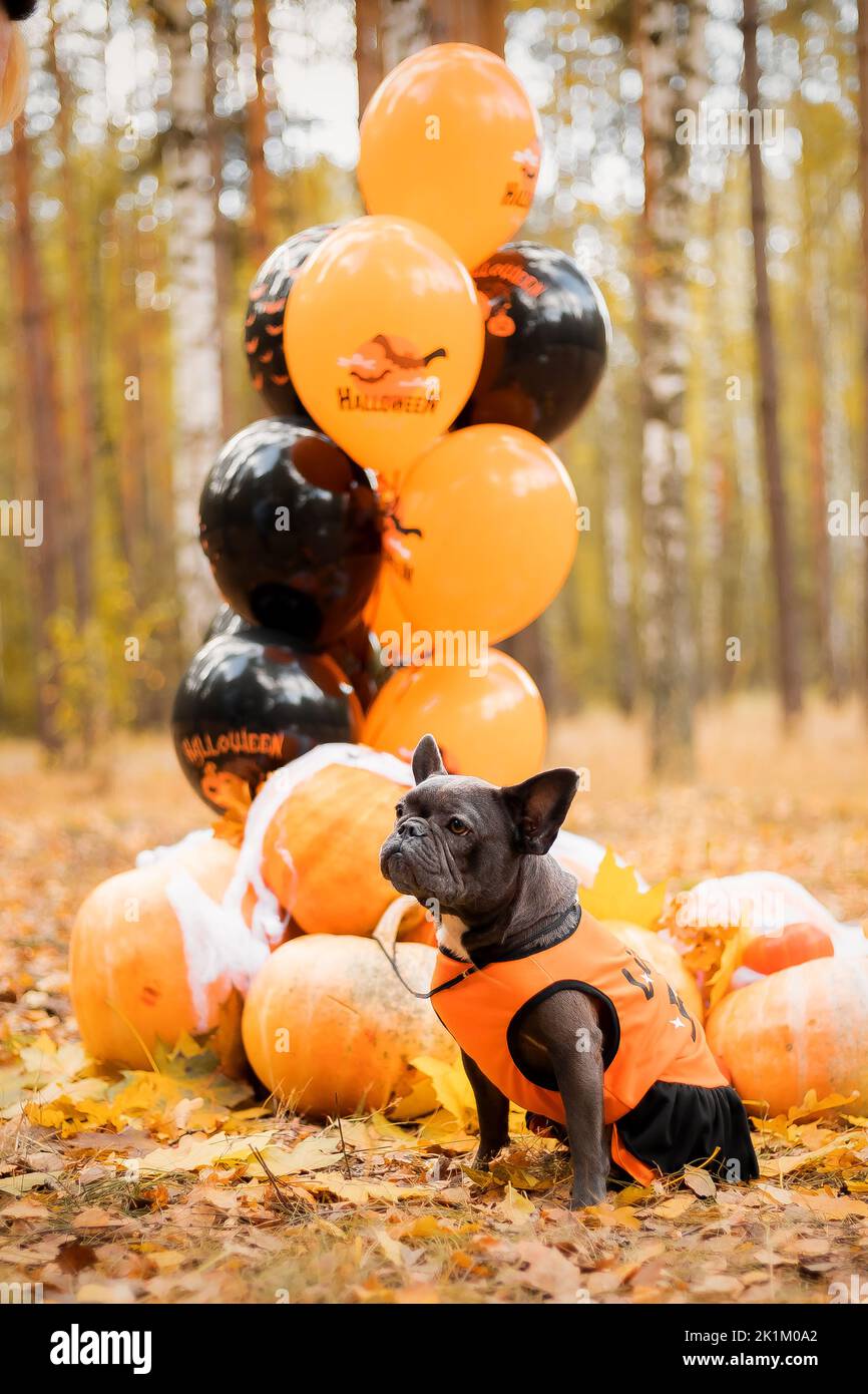 Halloween e le feste del Ringraziamento. Cane con zucche nella foresta. Bulldog francese carino. Costume da cane per Halloween Foto Stock