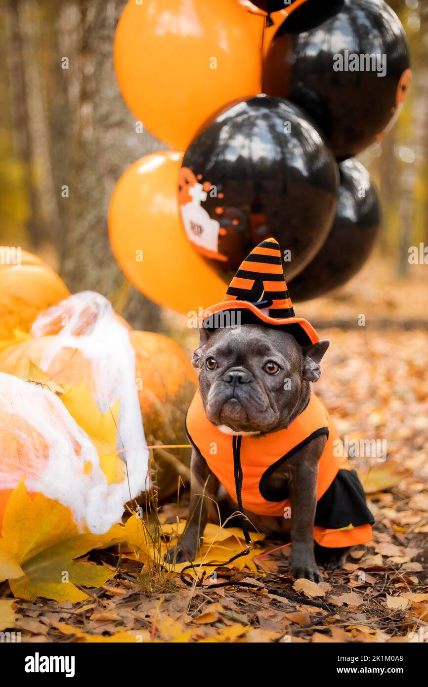 Halloween e le feste del Ringraziamento. Cane con zucche nella foresta. Bulldog francese carino. Costume da cane per Halloween Foto Stock
