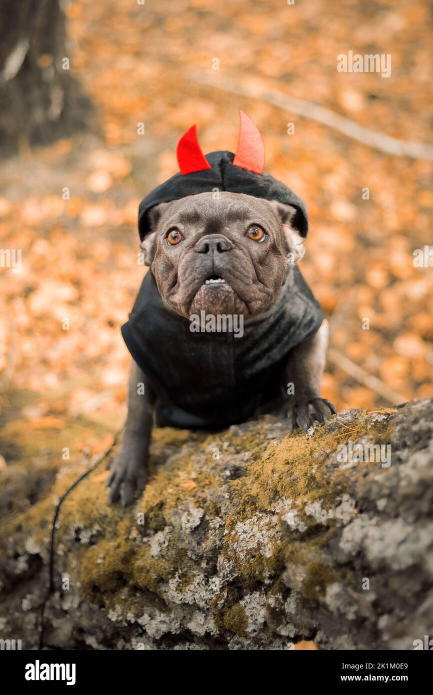 Halloween e le feste del Ringraziamento. Cane con zucche nella foresta. Bulldog francese carino. Costume da cane per Halloween Foto Stock