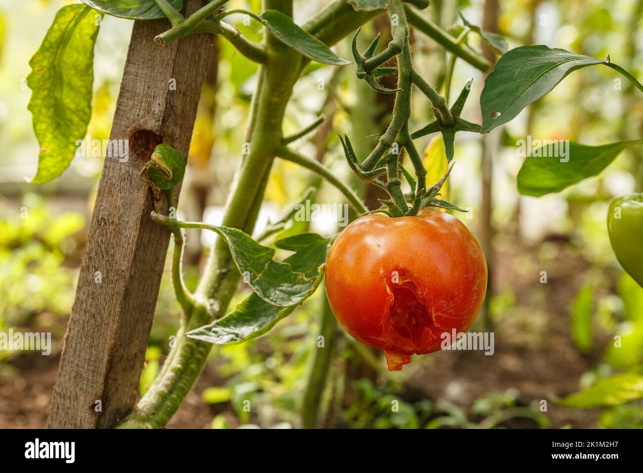 Pomodoro in una serra danneggiata da pesti e malattie. Buco in un pomodoro in maturazione. Foto Stock