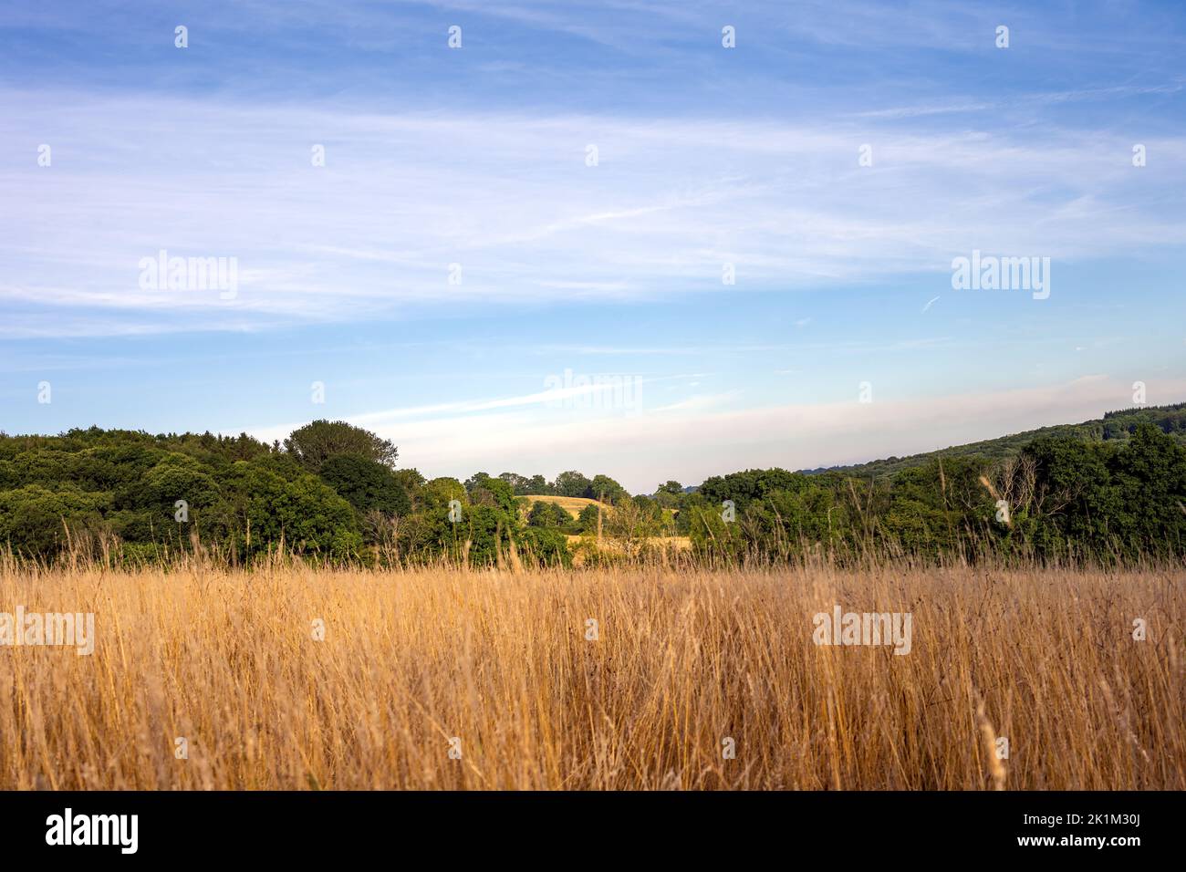 Vista di un campo in un pomeriggio estivo, Wealden, East Sussex, Inghilterra Foto Stock
