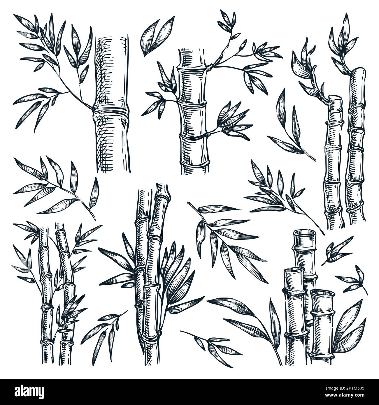 Fusto di bambù e foglie isolate su sfondo bianco. Illustrazione del vettore di schizzo disegnato a mano. Elementi di disegno della natura della pianta cinese o giapponese Illustrazione Vettoriale