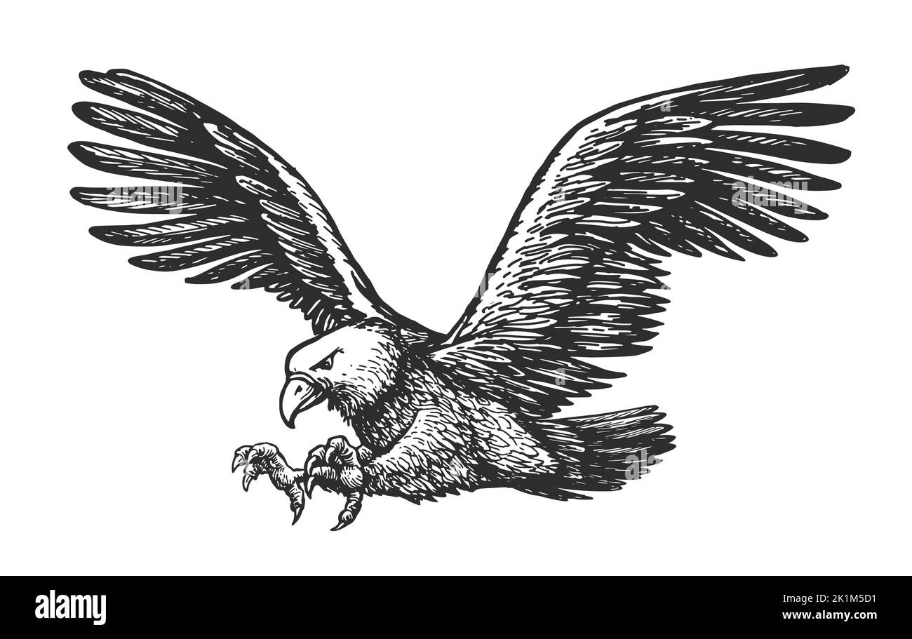 Aquila bald che vola attaccando isolato su sfondo bianco. Disegno a mano di animali in stile di incisione vintage Illustrazione Vettoriale