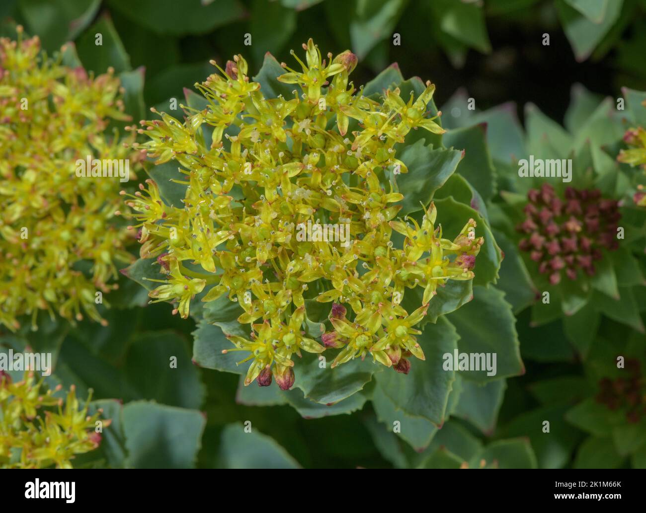 Radice di rosa, roseo di Sedum, in fiore, Alpi svizzere. Foto Stock