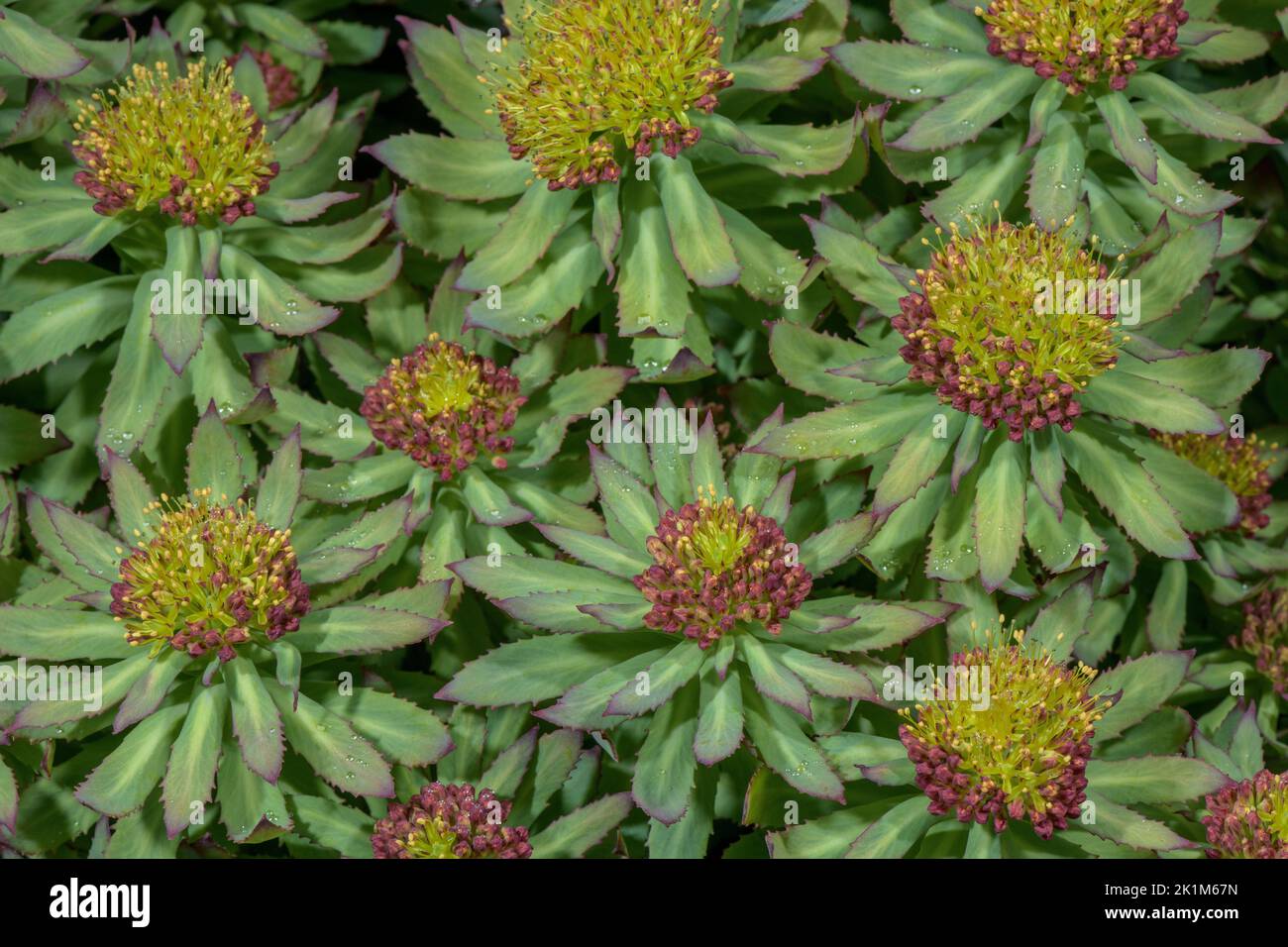 Radice di rosa, Sedum roseum, che entra in fiore, Alpi svizzere. Foto Stock