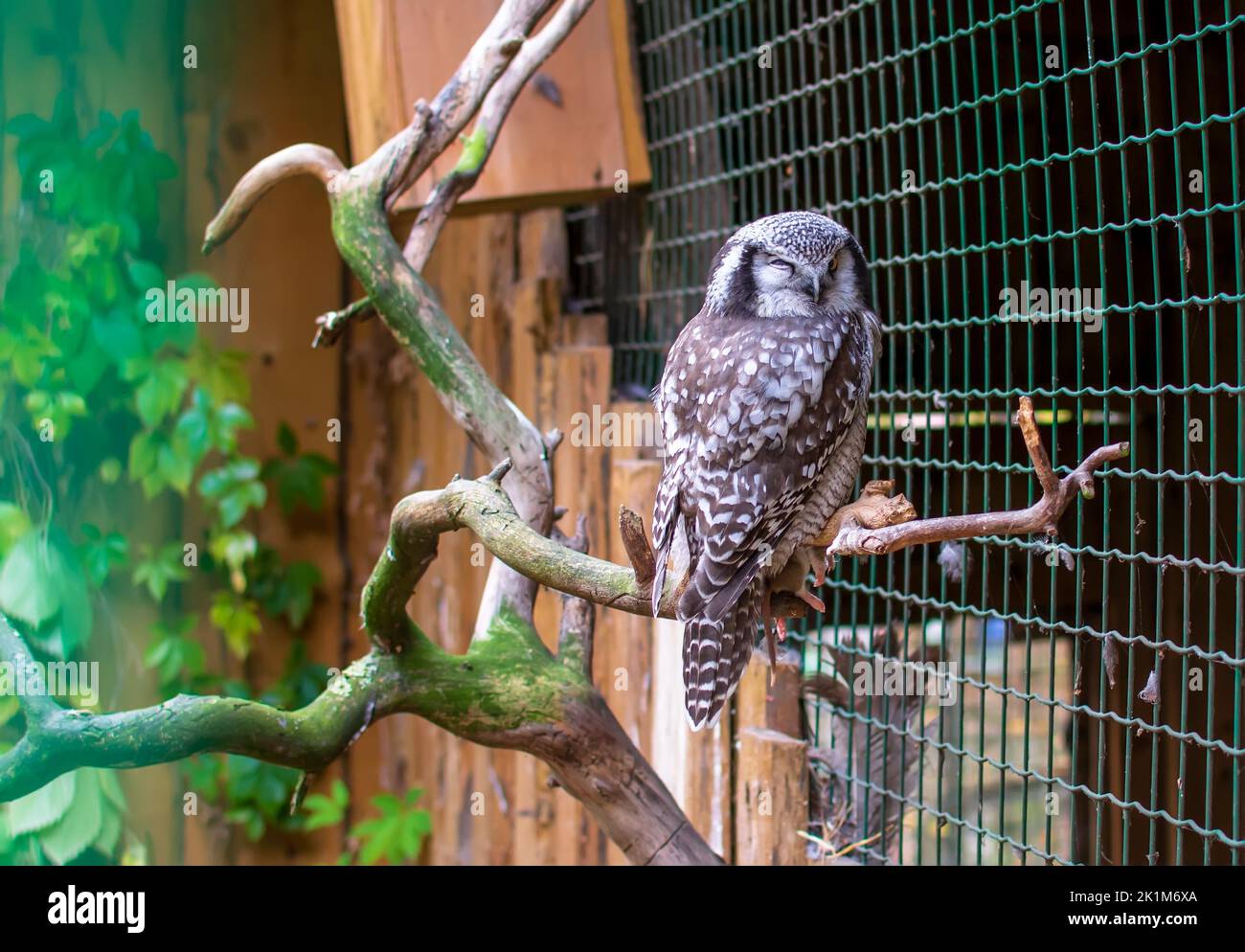 Gufo del falco settentrionale (Surnia ulula), noto anche come semplice gufo del falco seduto sul ramo. Si dice che il falco-gufo settentrionale assomigli ad un falco in aparanc Foto Stock