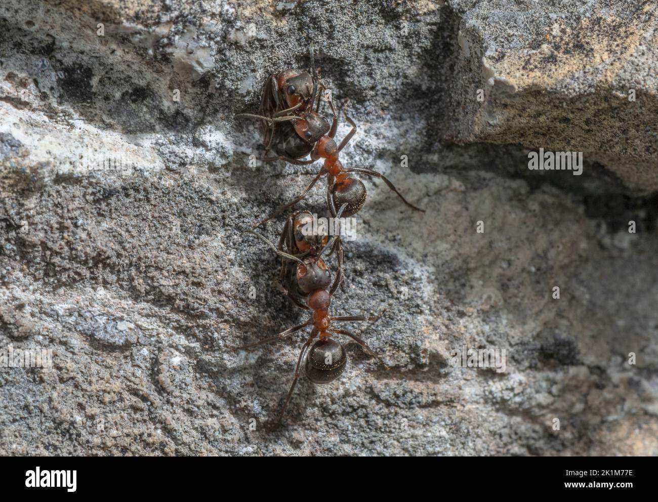 Southern Wood ANT, Formica rufa, sgombrando le formiche morte dal nido. Foto Stock