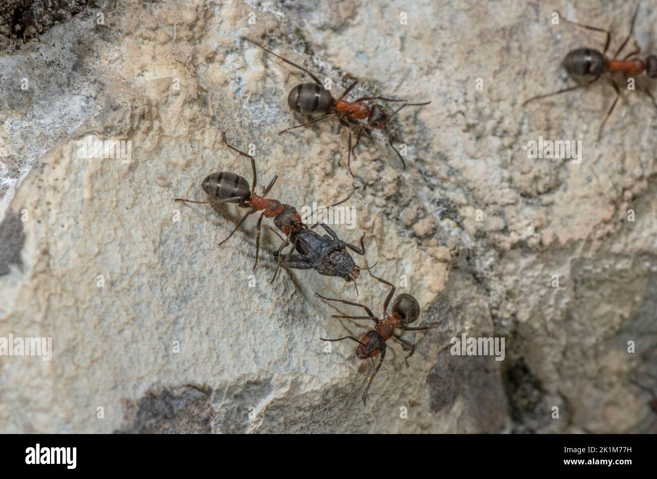 Legno Meridionale ANT, Formica rufa, preda. Foto Stock