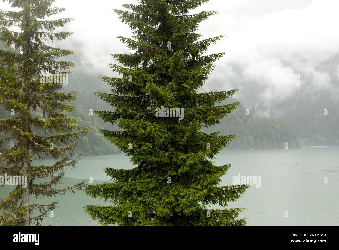 Grande abete rosso sul lago di montagna nebbioso Foto Stock