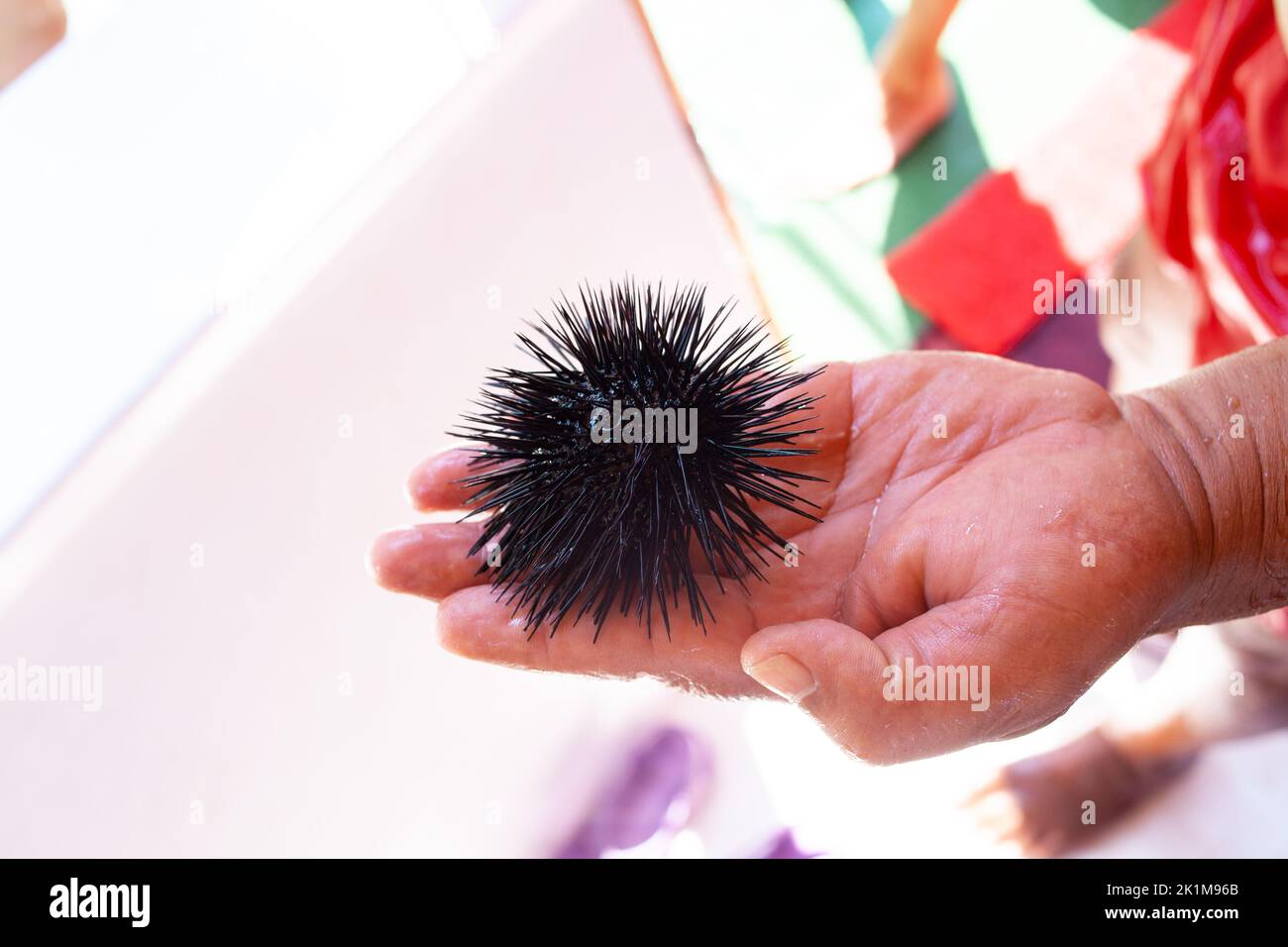 Riccio di mare Echinothrix diadema, comunemente chiamato riccio di diadema o riccio blu-nero, a portata di mano. Riccio di mare nero in mano maschile Foto Stock