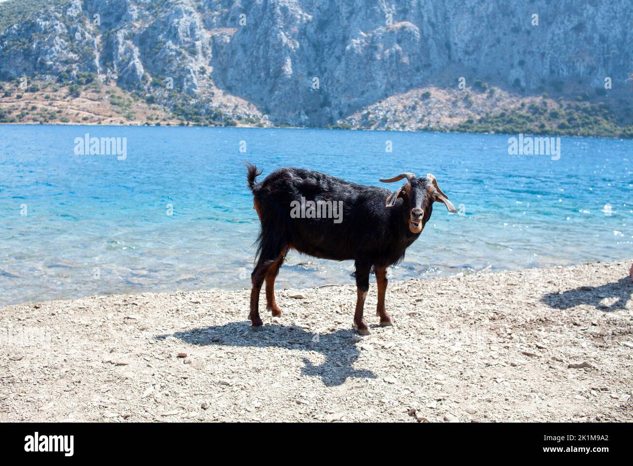 Capre curiose. Capra selvatica staing sulla spiaggia. Capre tipiche della regione del Mar Mediterraneo con mare e isola sullo sfondo. Foto Stock