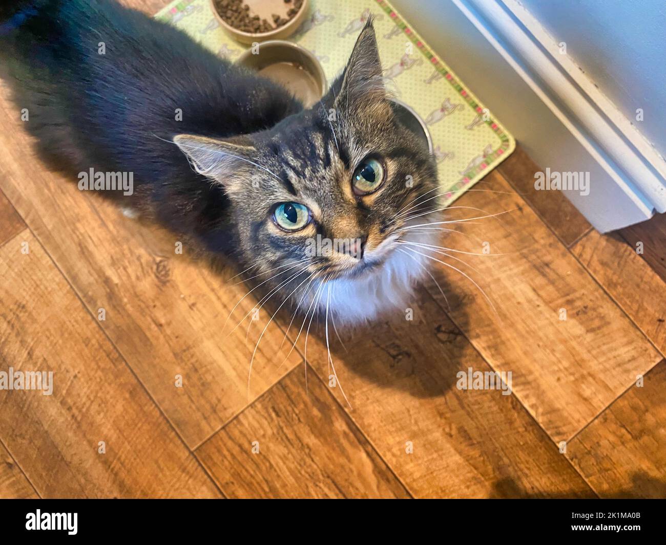 Gatto in una cucina Foto Stock