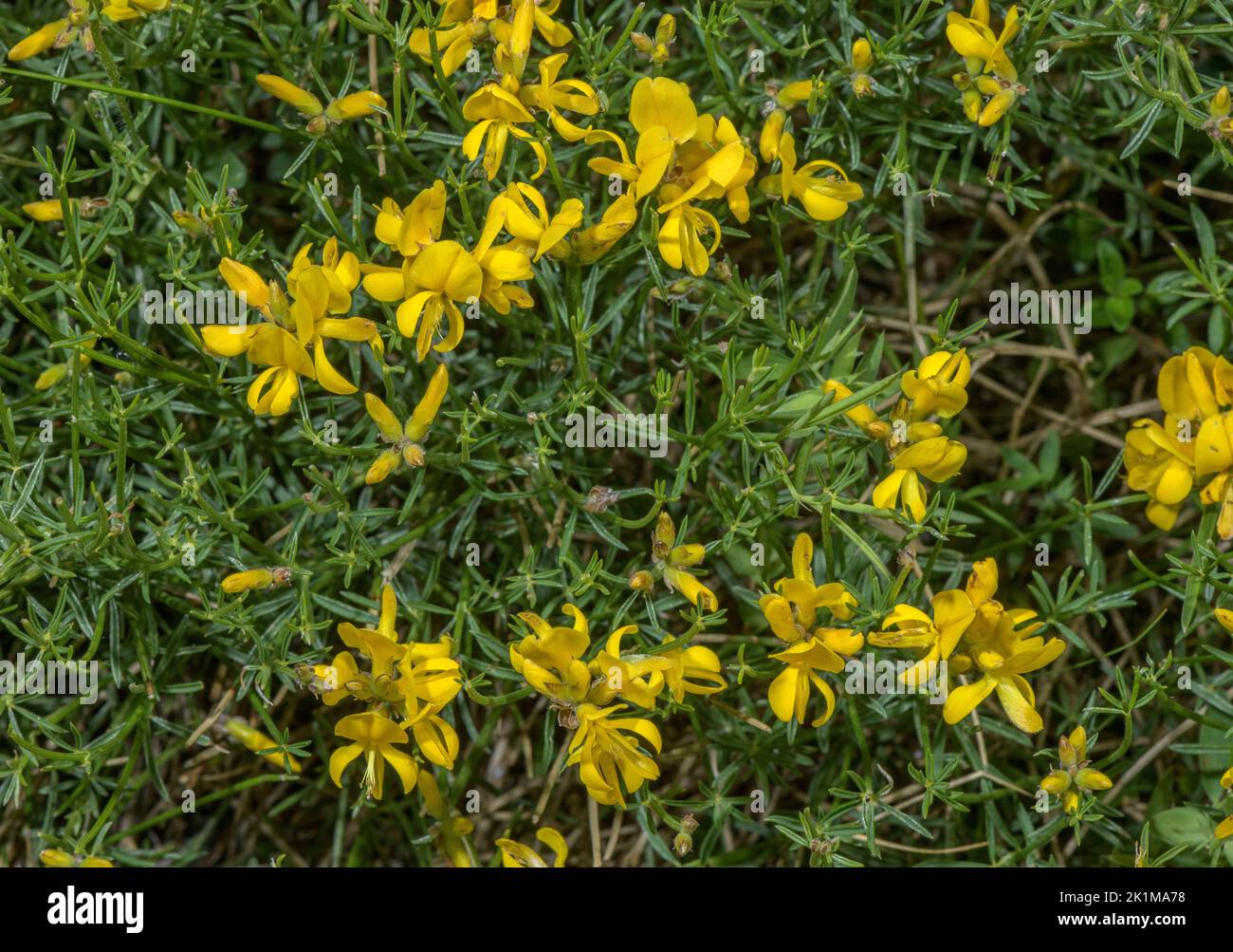 Erba del Sud, Genista radiata, in fiore, Alpi italiane. Foto Stock