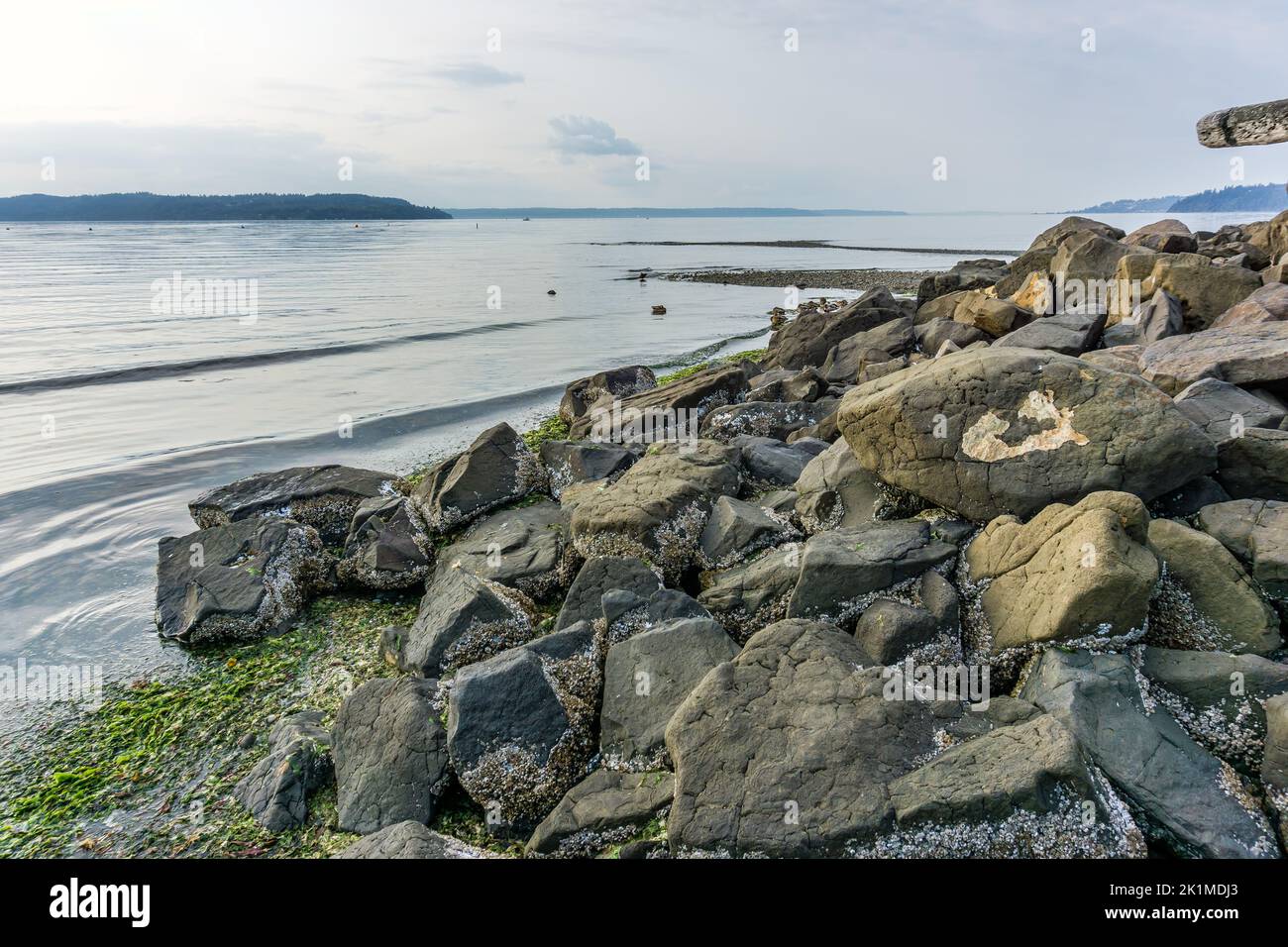 Acqua dolce nel Puget Sound vicino al litorale di Des Moines, Washington. Foto Stock