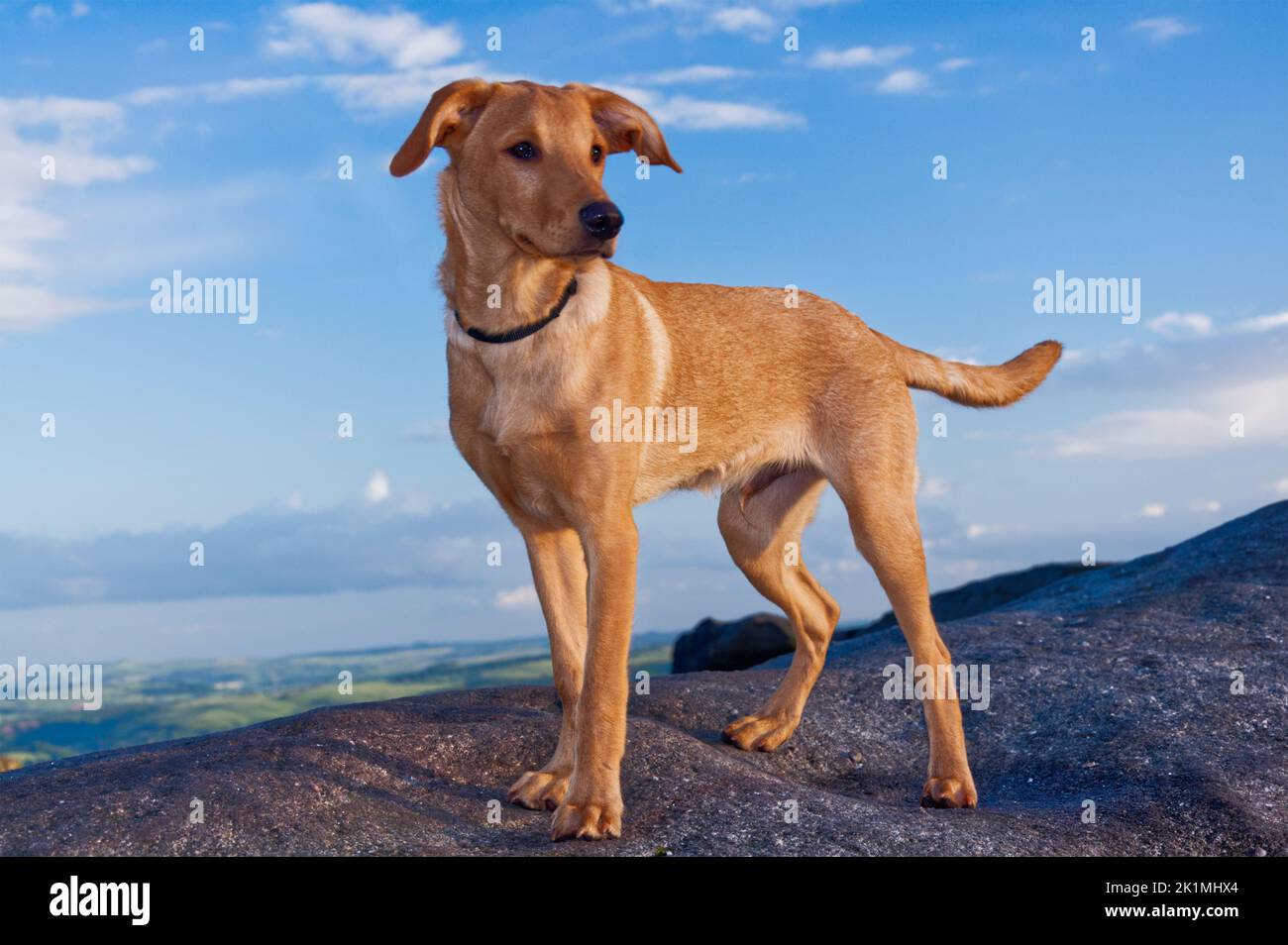 Red Fox Labrador Puppy, di 5 mesi Foto Stock