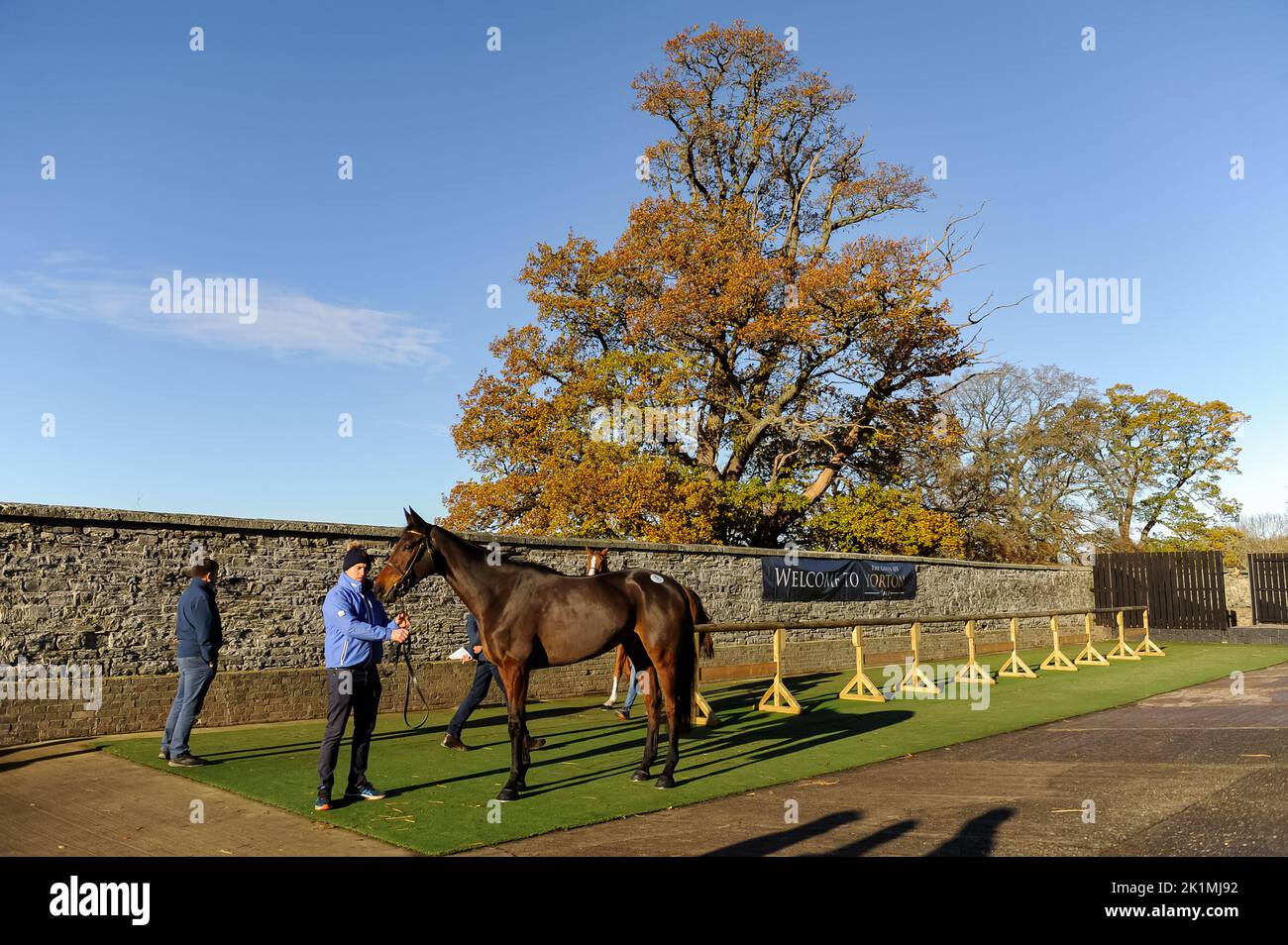 Saint Davy, che ha venduto per £270.000 al 2021 Goffs Dicembre P2P sale a Yorton Stud, Welshpool, Galles dopo una vittoria da nubile 4-y-o P2P a Quakerstown. Foto Stock