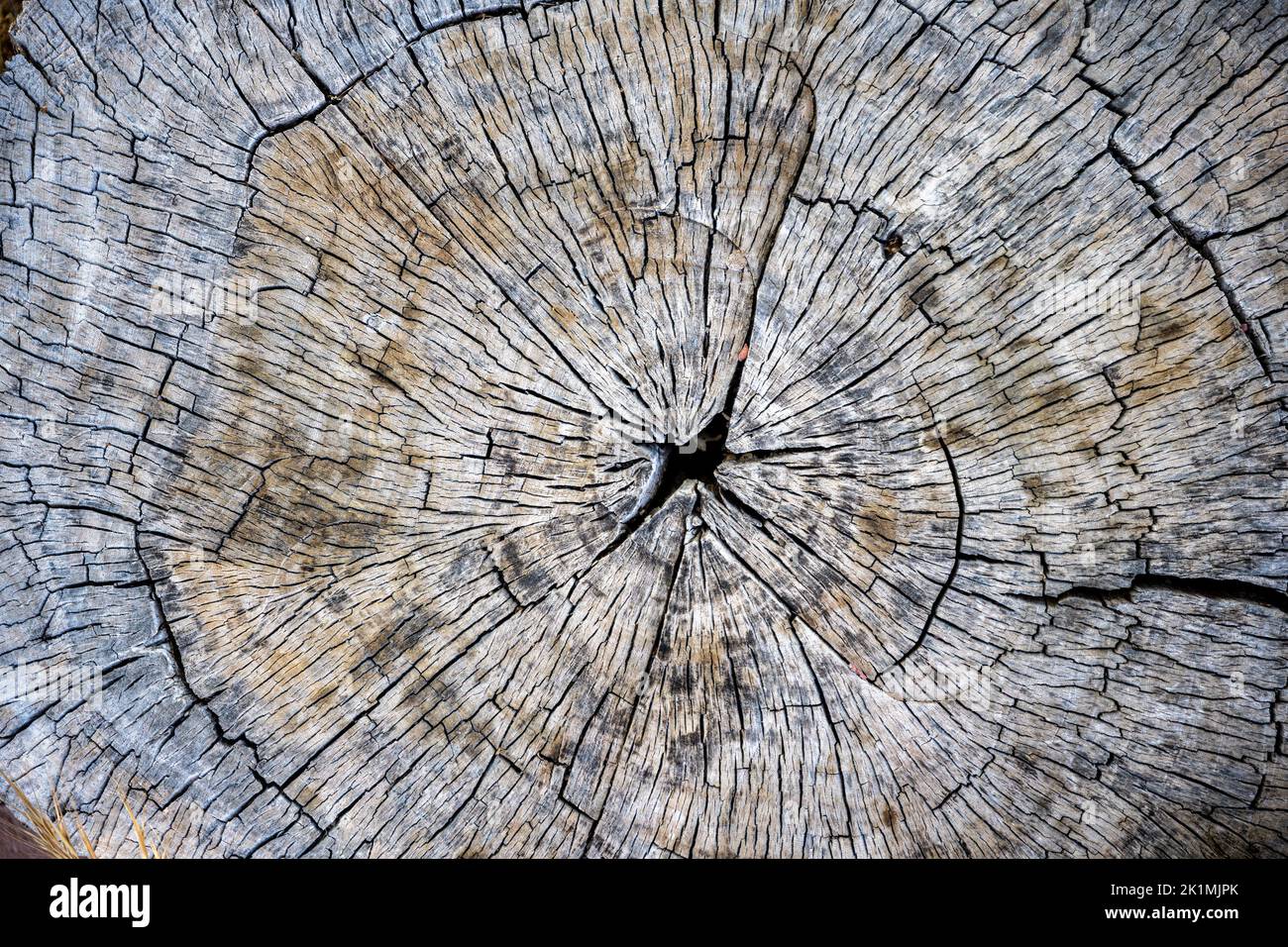 Vista dall'alto di una bella fetta di legno intemperiato con molti anelli annuali e fessure irradianti. Foto Stock