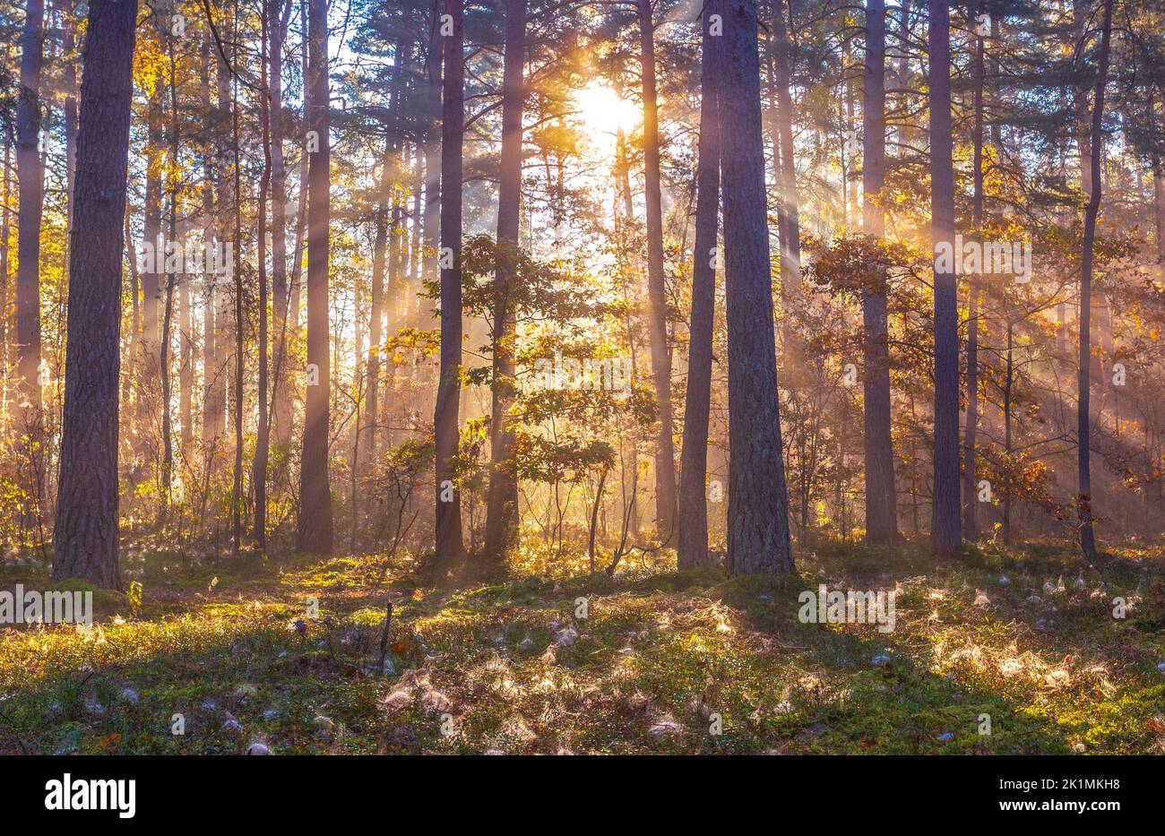 Raggi di sole che splende nella foresta nebbiosa, concetto di foresta autunnale Foto Stock