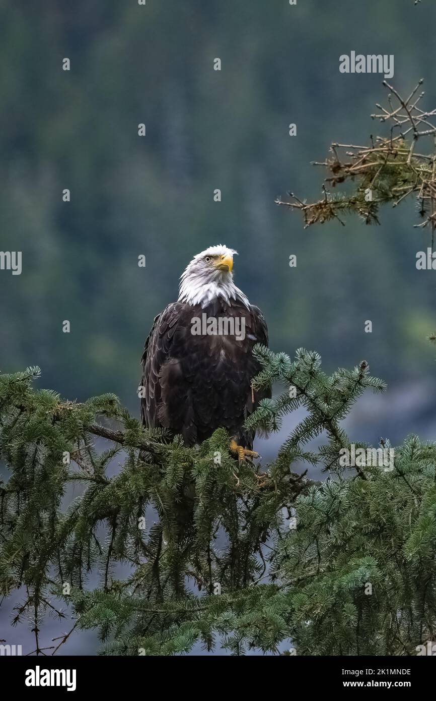 Un'aquila calva appollaiata su un albero in Alaska, alla ricerca di una preda, in autunno Foto Stock