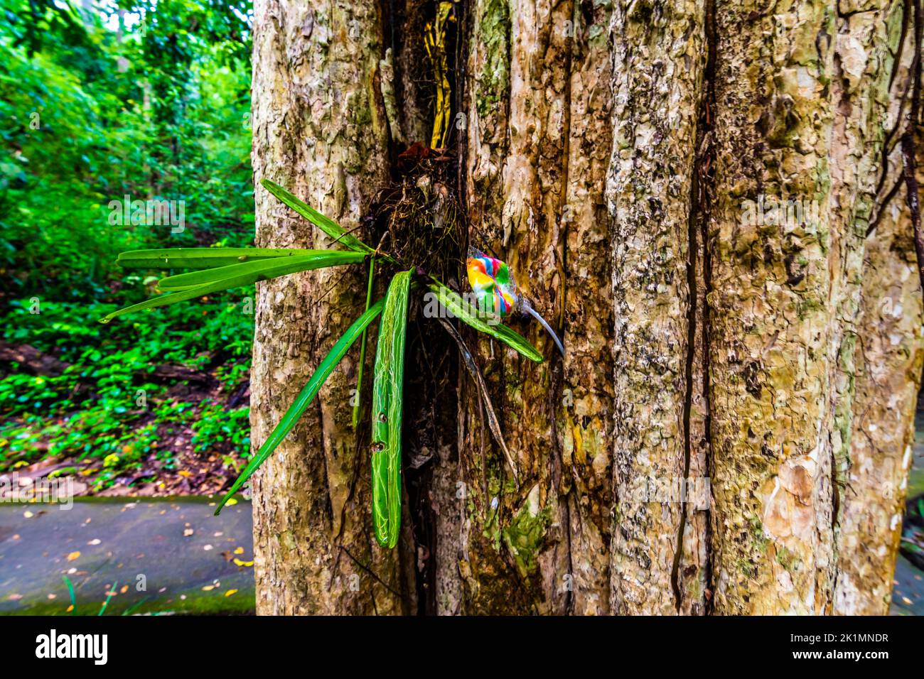 Rifiuti di plastica incuneati nell'albero nella foresta pluviale tropicale, Thailandia. Inquinamento della natura nel vecchio albero antico. Concetto ecologico di comportamento umano in nat Foto Stock