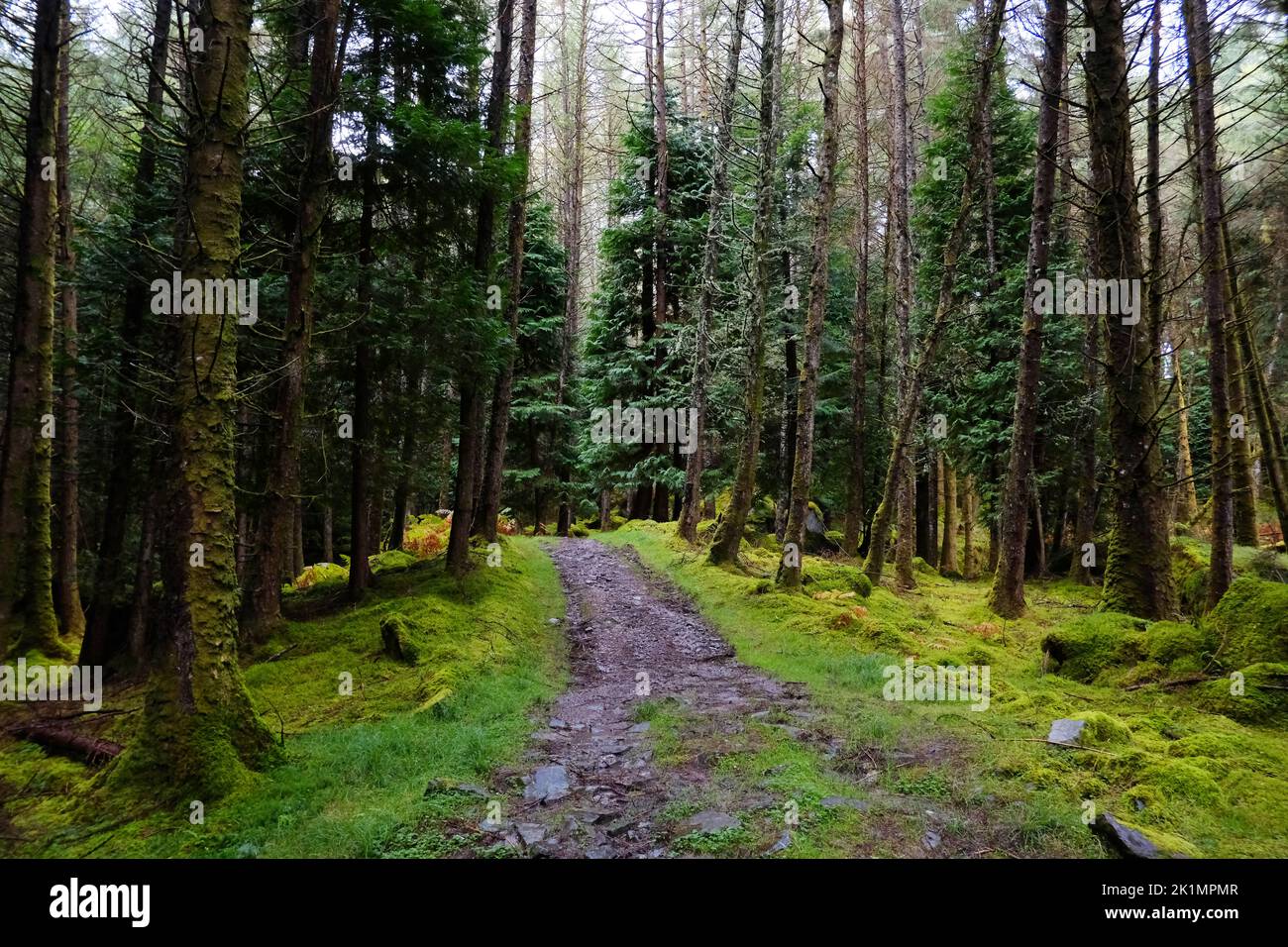 Boschi irlandesi a Cashelkeelty vicino Lauragh, Contea di Kerry - John Gollop Foto Stock