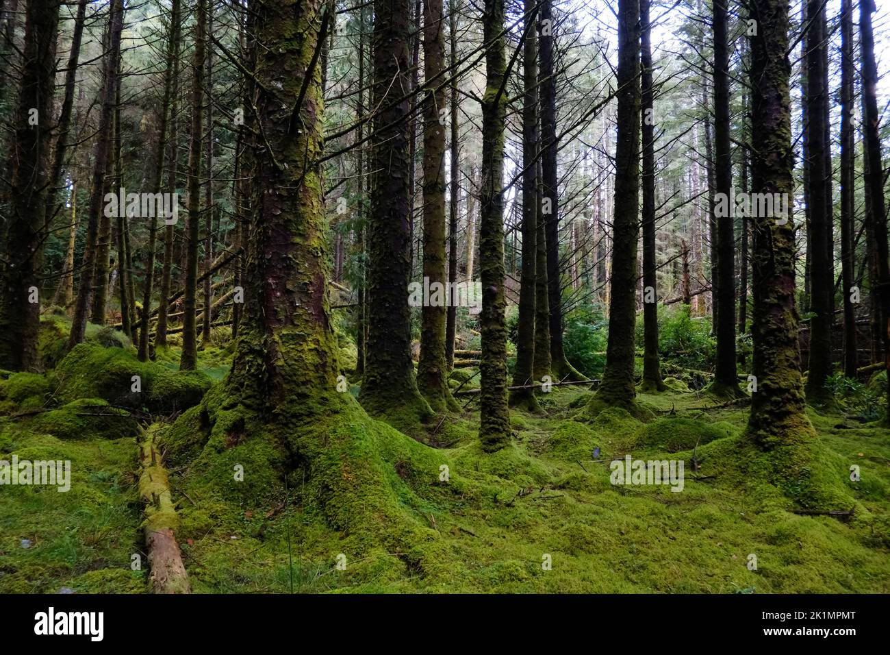 Boschi irlandesi a Cashelkeelty vicino Lauragh, Contea di Kerry - John Gollop Foto Stock