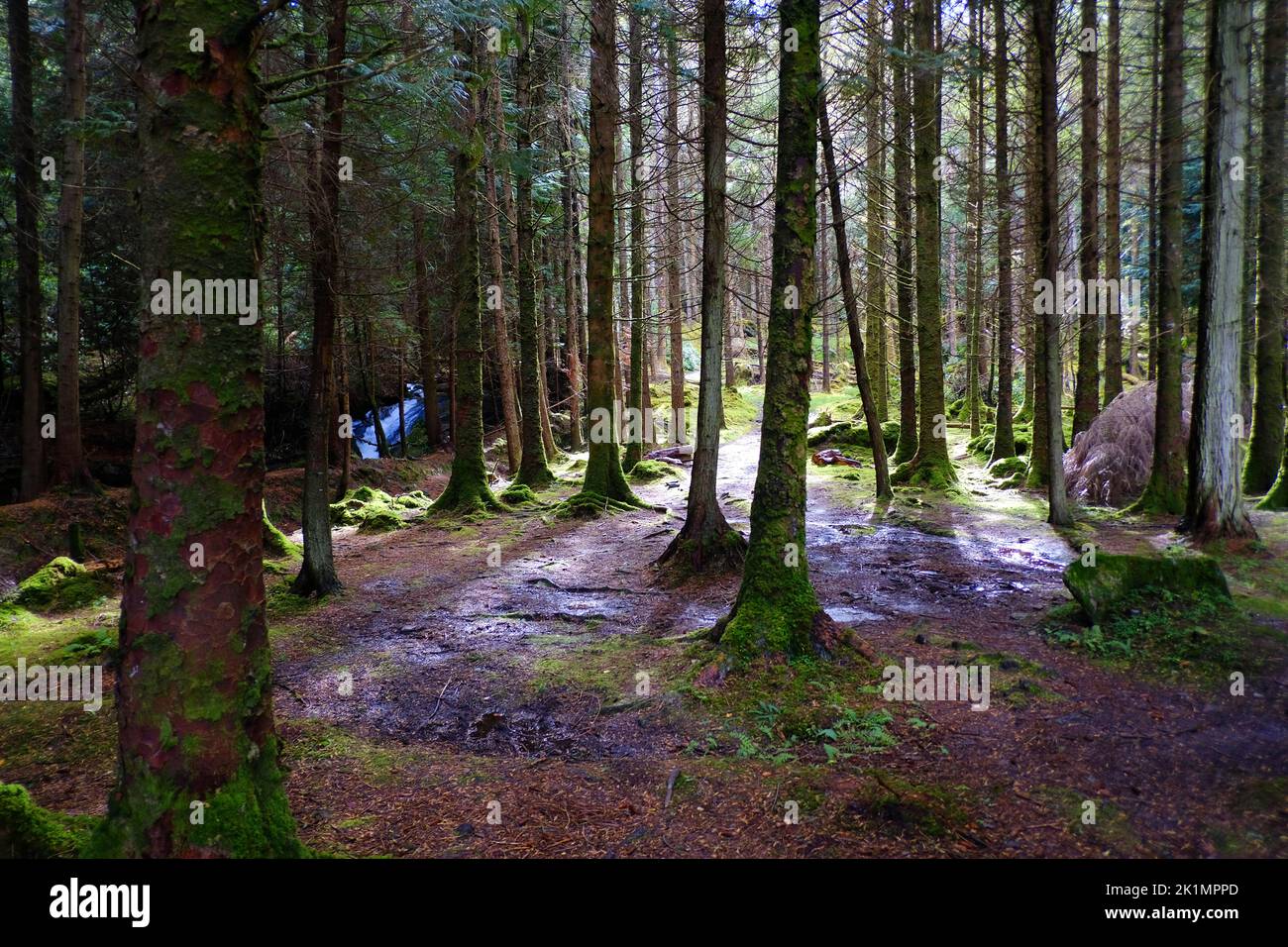 Boschi irlandesi a Cashelkeelty vicino Lauragh, Contea di Kerry - John Gollop Foto Stock