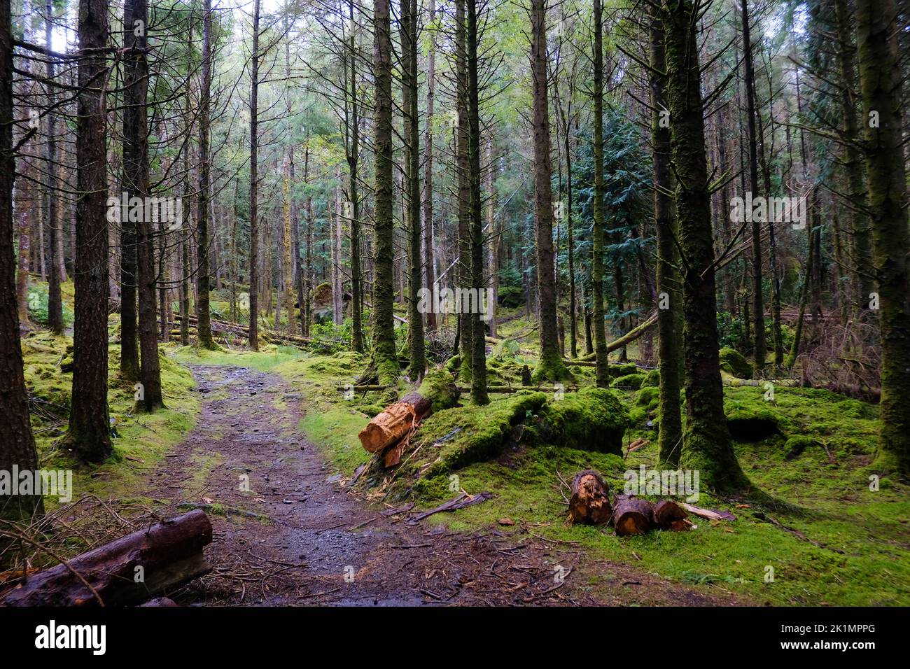 Boschi irlandesi a Cashelkeelty vicino Lauragh, Contea di Kerry - John Gollop Foto Stock